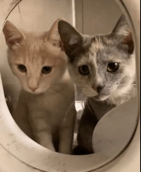 Sonny and Cher_Gallery_CARI_2.jpeg