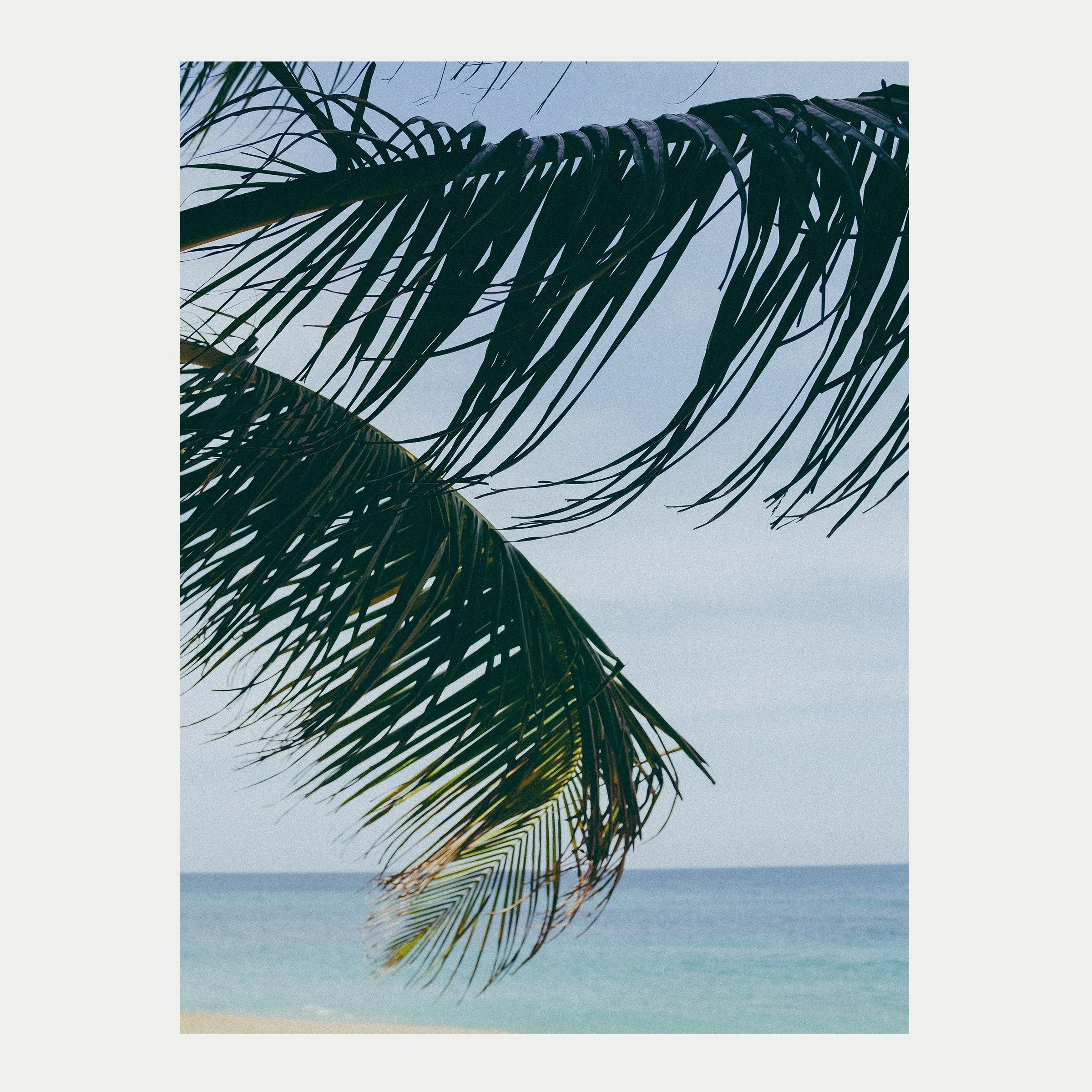 Palm Over Sea