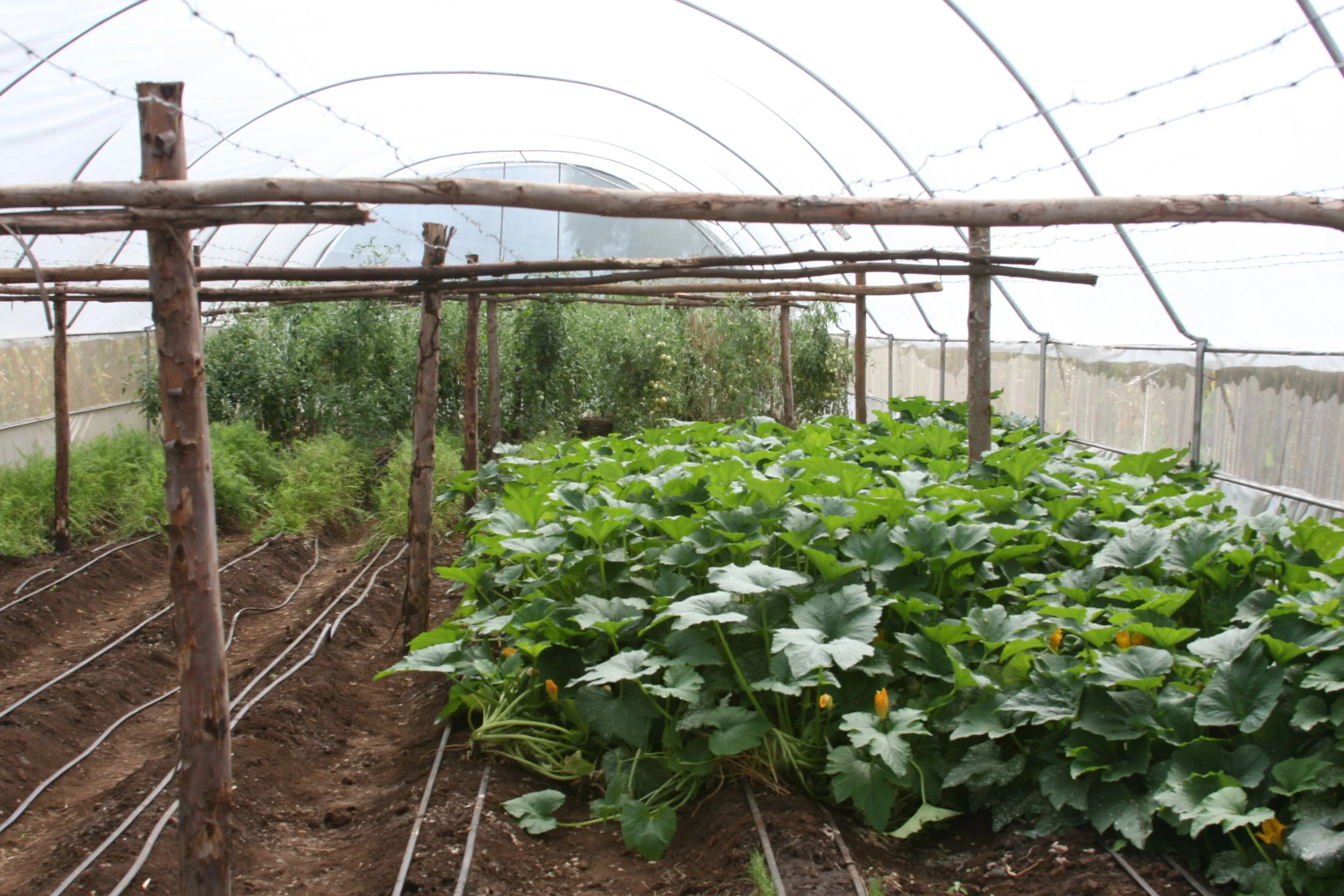 BLISS Greenhouse 2013.02.13.JPG