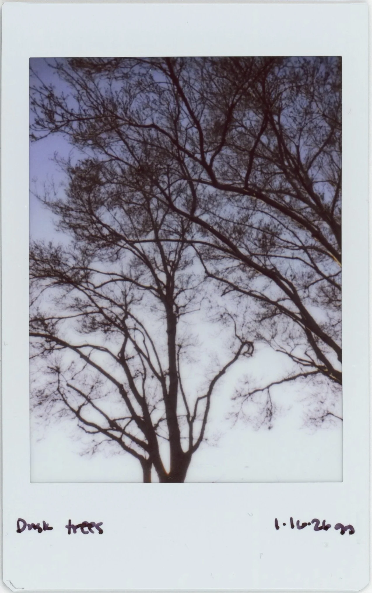 Jan Instax 0116 dusk trees.jpg