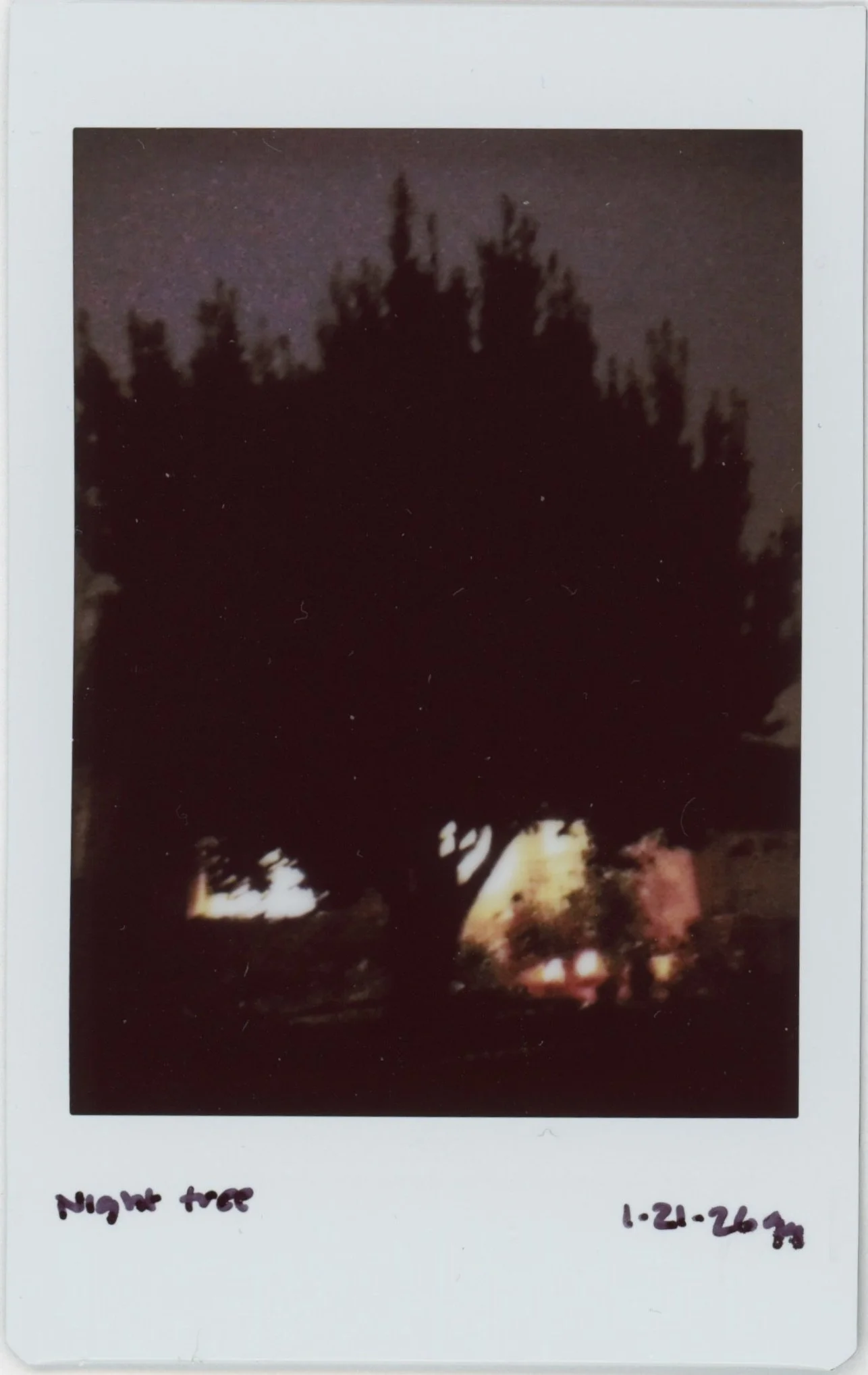 Jan Instax 0121 night tree.jpg