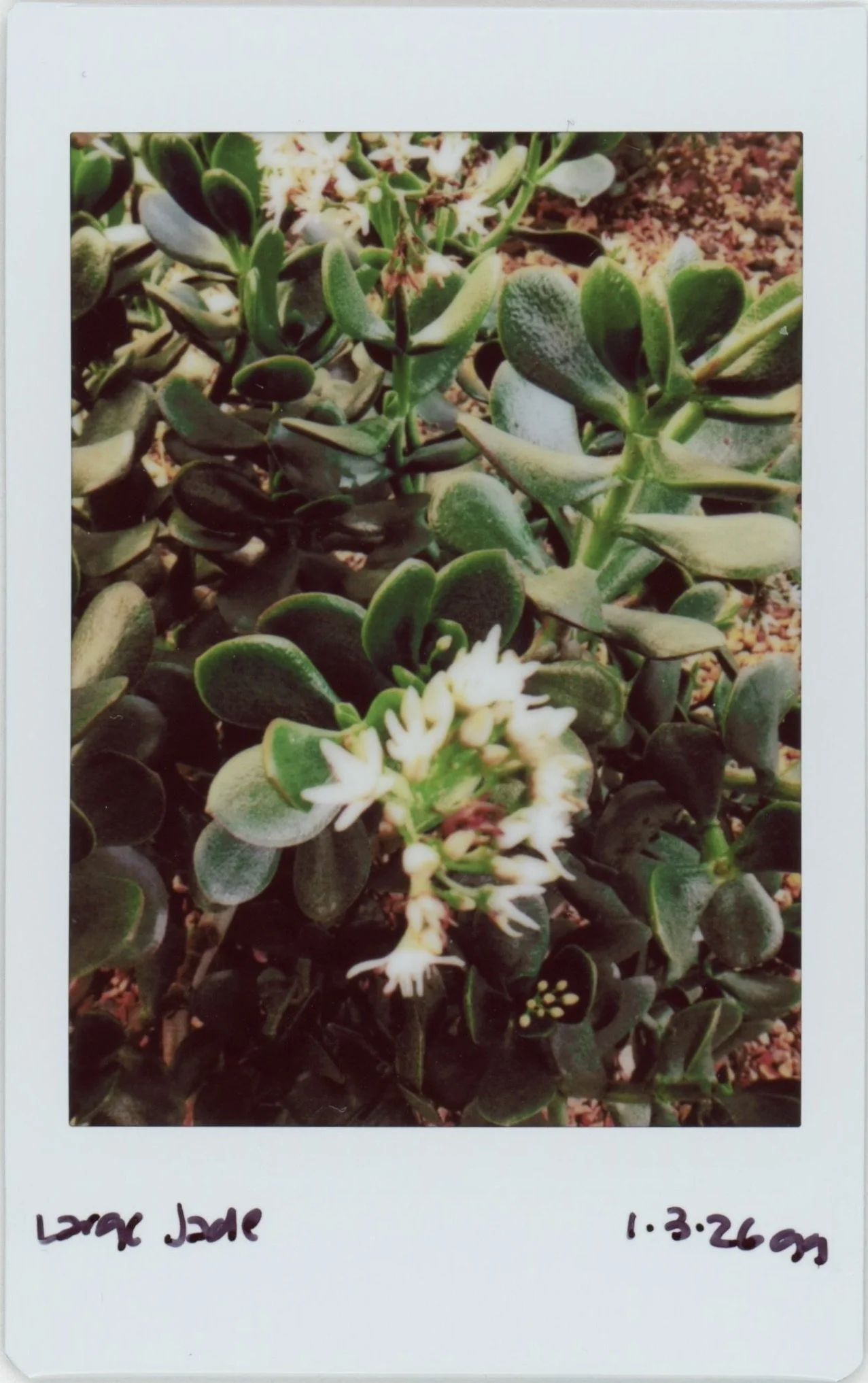 Jan Instax 0103 large jade.jpg