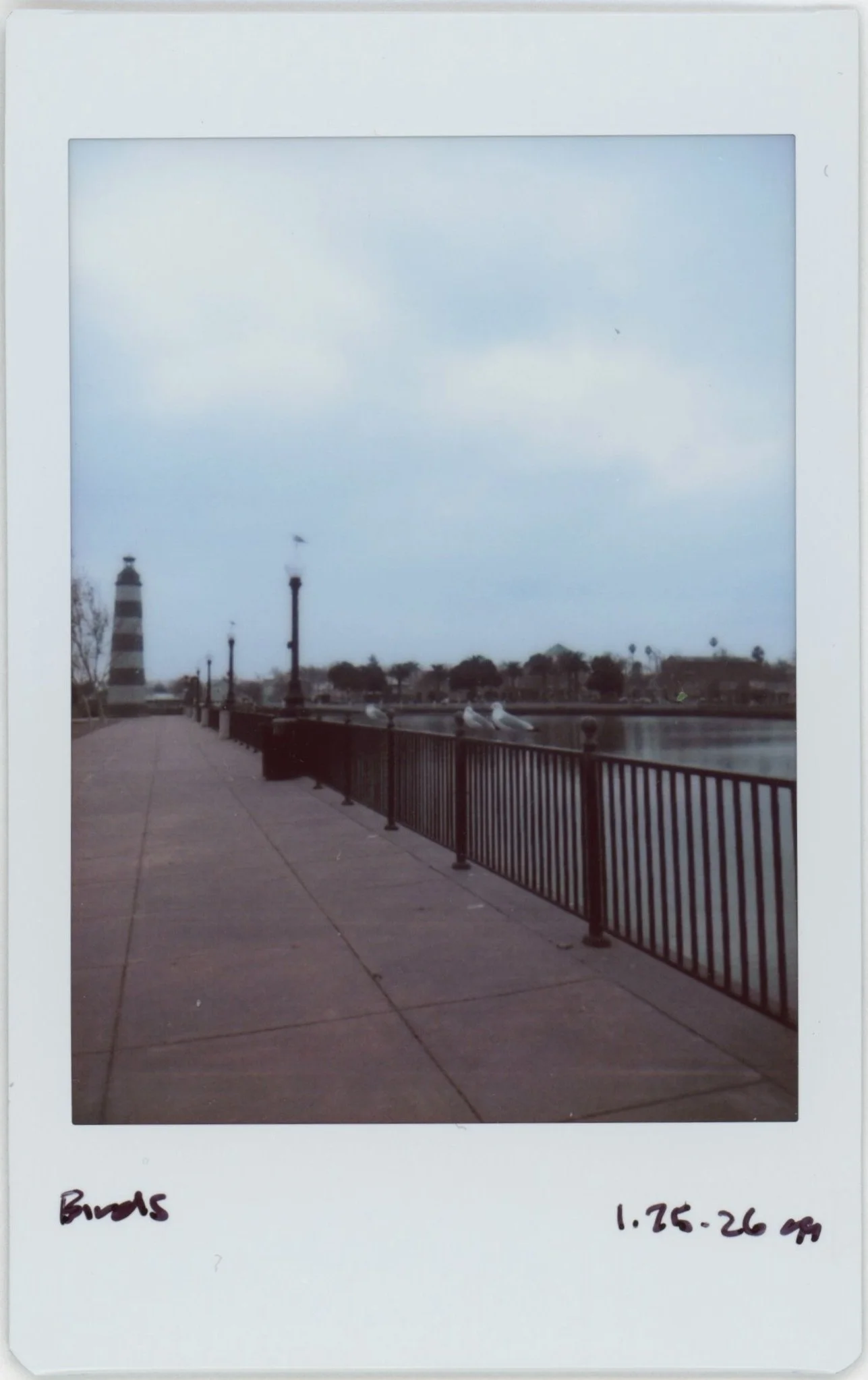 Jan Instax 0125 birdds.jpg