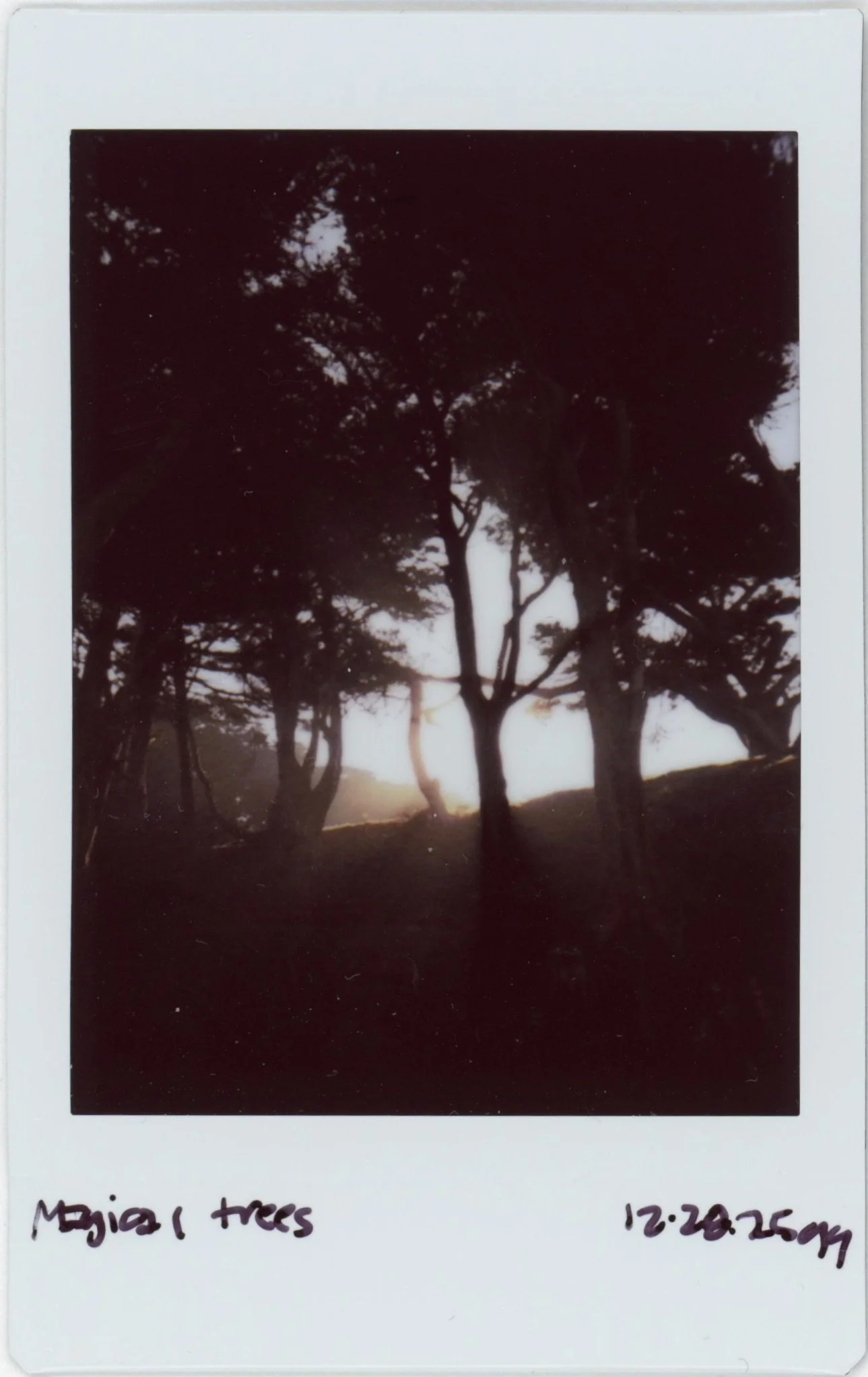 Dec Instax 1228 Magical Trees.jpg
