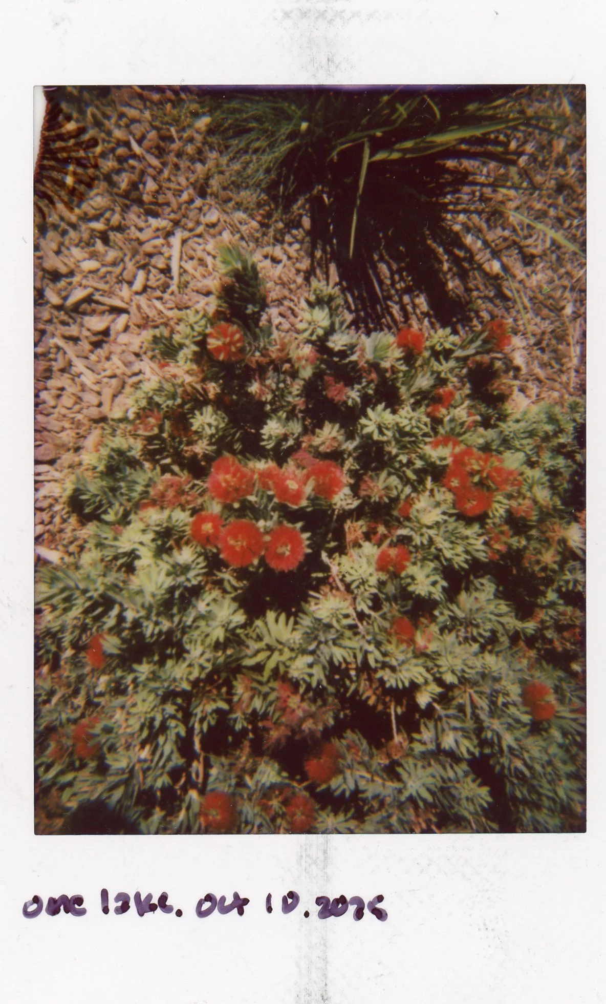 Instax0003.jpg