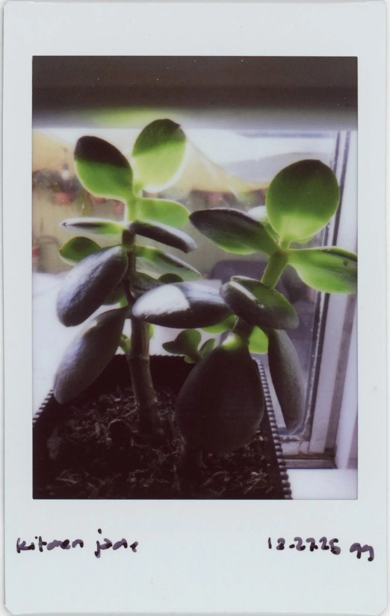 Dec Instax 1222 Jade.jpg