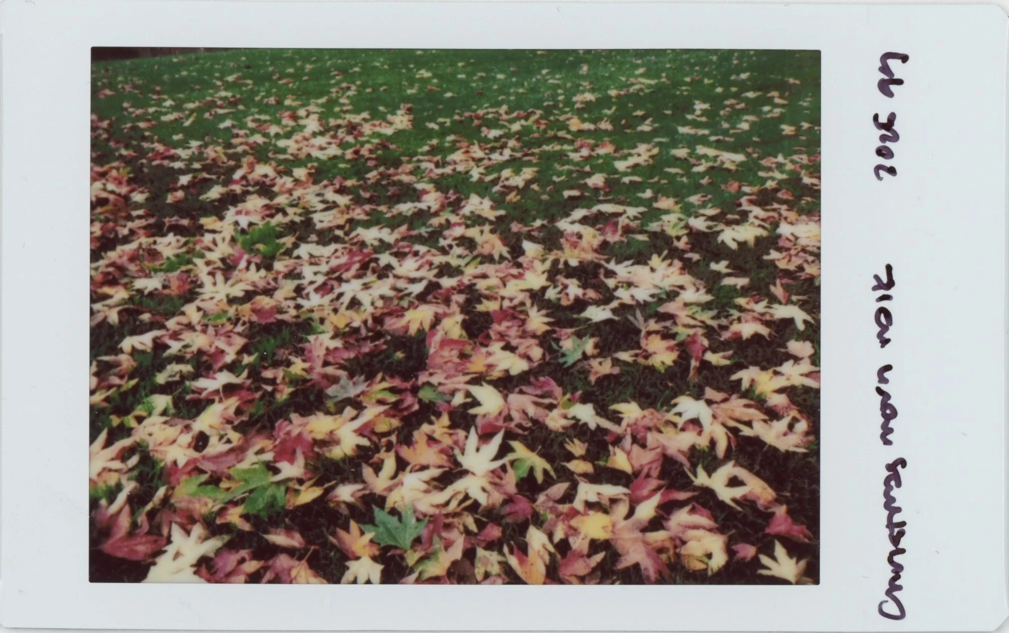 Dec Instax 1225 Leaves 1.jpg