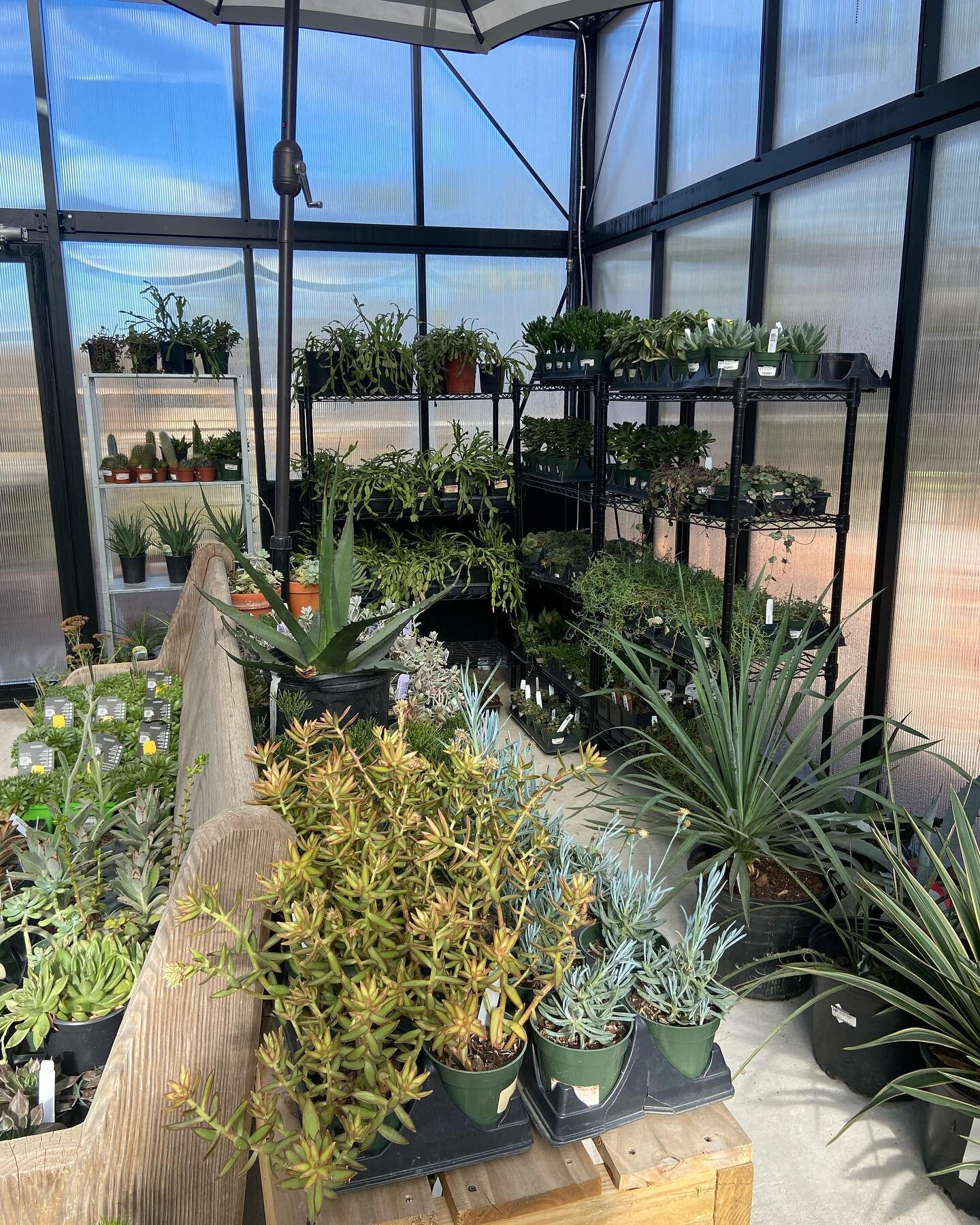 Hey Raleigh family! Photo dumps are our favorite 🪴🌞
Take a look into the Norwood life :)
#digwhereyoulive #shoplocal #norwoodgardens #nightmarket #luna #glassgreenhouse #greenhouse #houseplantmonth