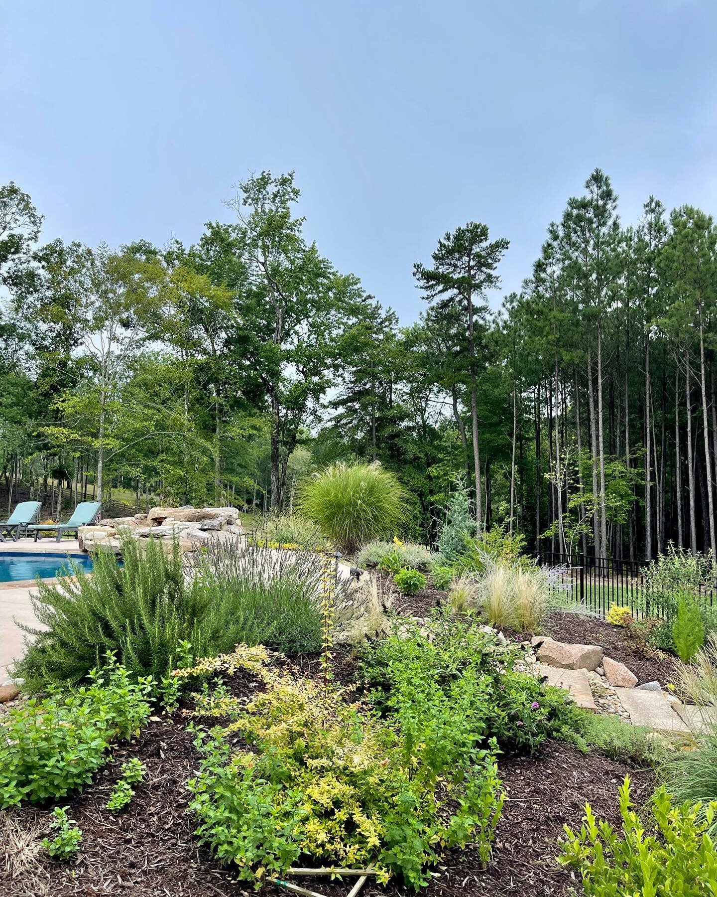 Friday photo dump 📸🪴☕️🐈🐈&zwj;⬛
Hope everyone has a great weekend!!

#digwhereyoulive #plantlocal #norwoodgardens #raleigh #raleighplants #raleighcoffee #raleighhomes #raleighlandscapedesign #raleighhardscape #gardenandmarket