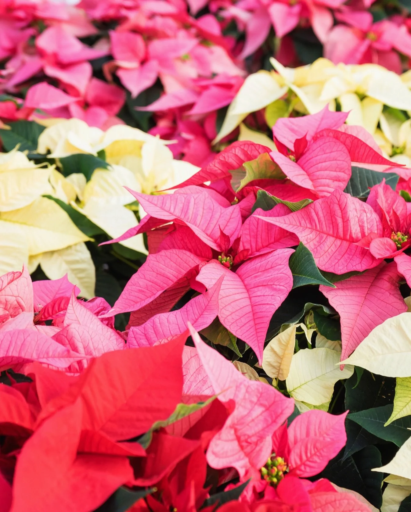 It&rsquo;s not Christmas without poinsettias! Now available at Norwood Gardens ✨

The perfect way to bring the holiday season home ❤️