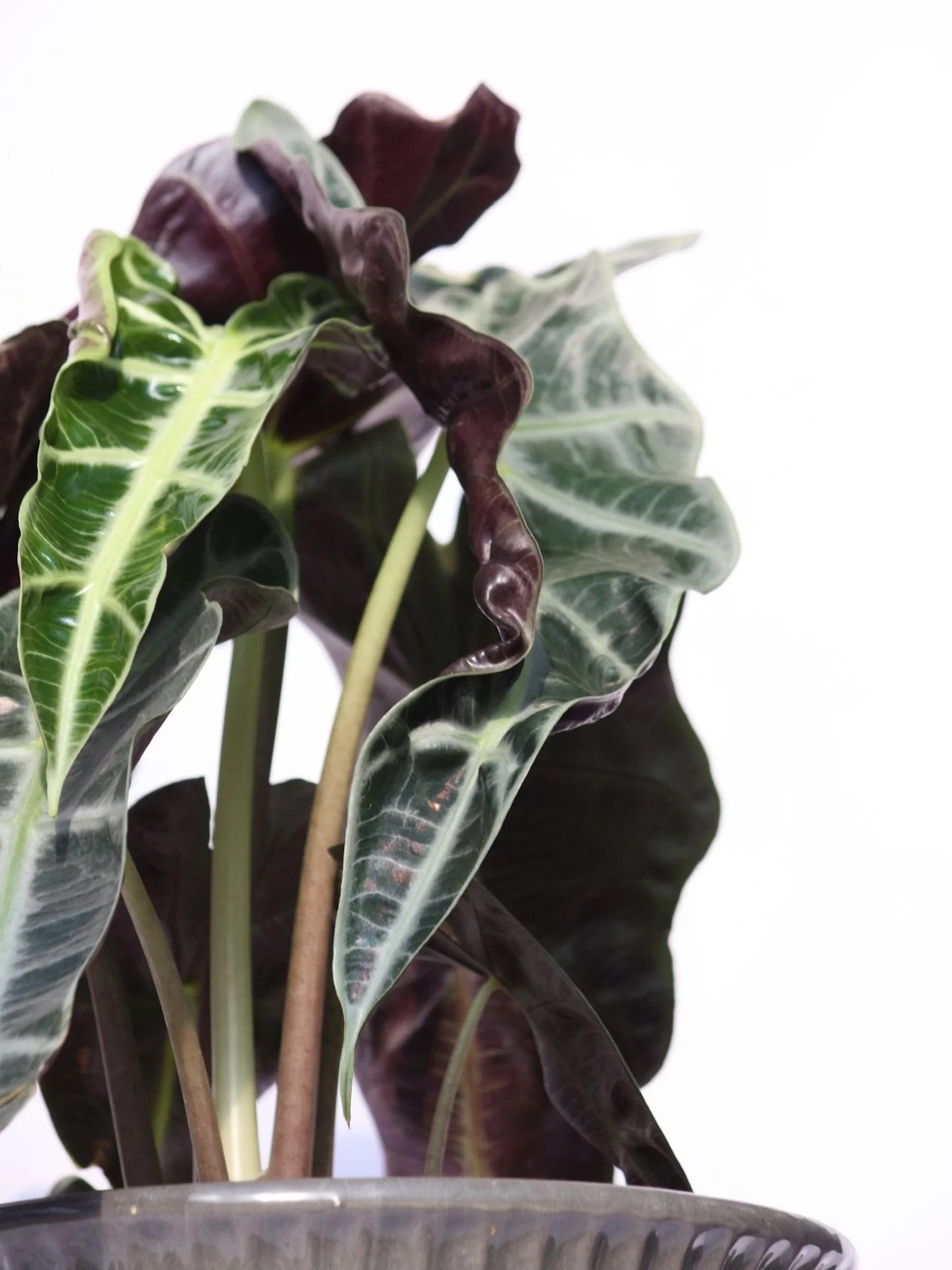 HAPPY NATIONAL HOUSE PLANT DAY 🪴

Show your houseplant babies a little extra love today. If you don&rsquo;t have one yet, come by the shop and find the perfect new green friend!

Drop the names of your plant babies in the comments, we want to hear t