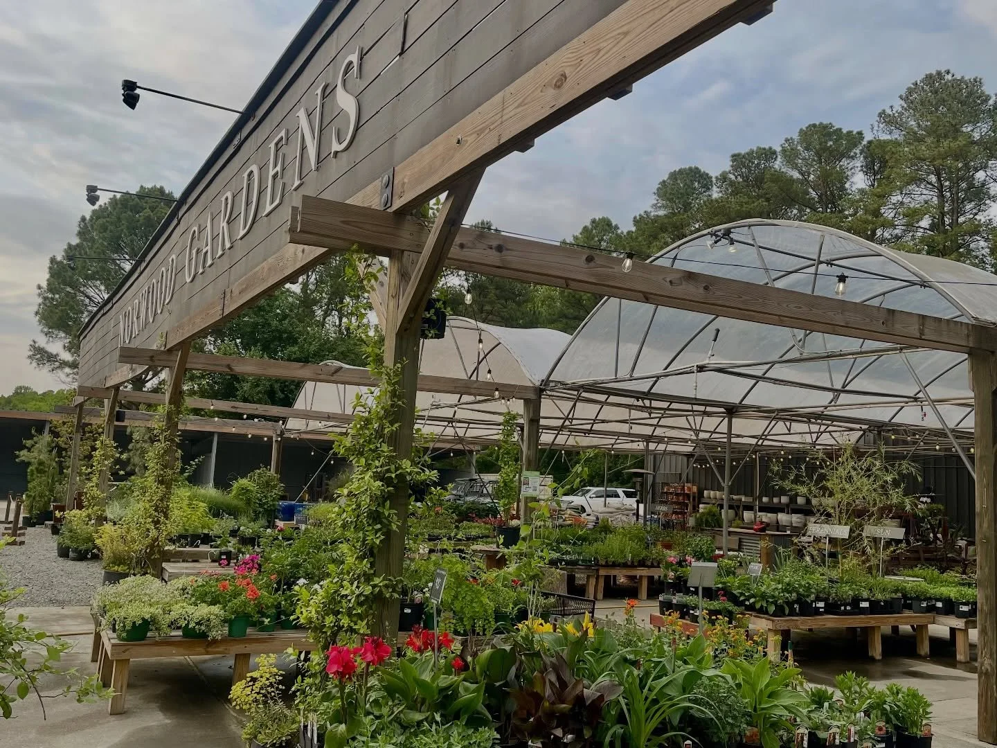 New year, same Norwood feeling. Fresh plants, peaceful mornings, and plenty of reasons to wander the garden.
A reminder to dig where you live. 🪴

#norwoodgardens #shoplocal #digwhereyoulive #northraleigh #gardencenter #newyear