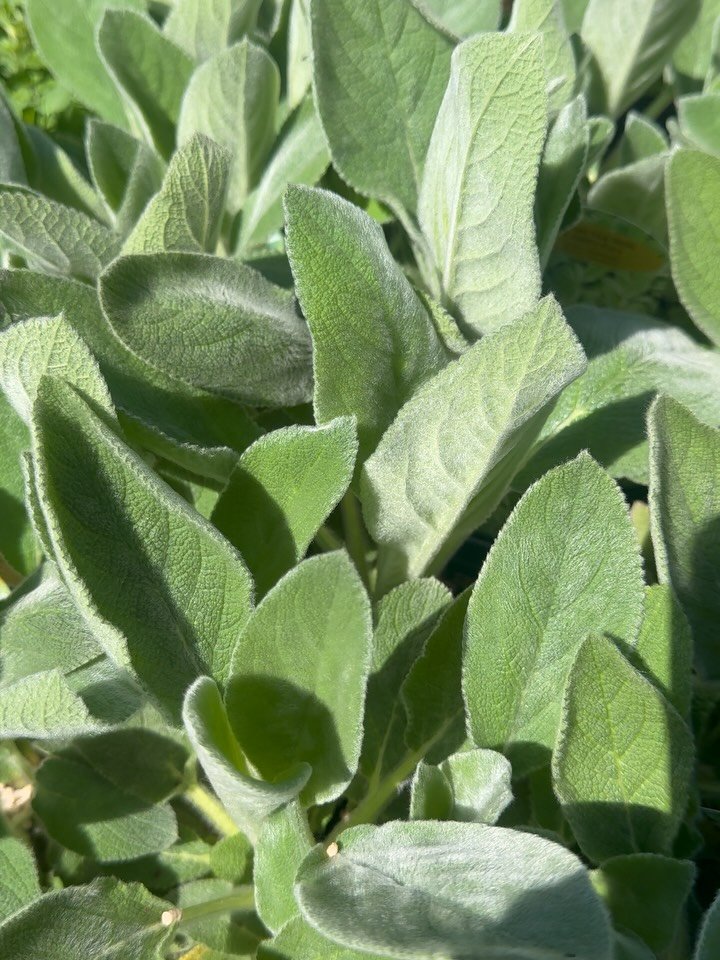 Good ole photo dump. 

#digwhereyoulive #shoplocal #plantlocal #norwoodgardens #photodump