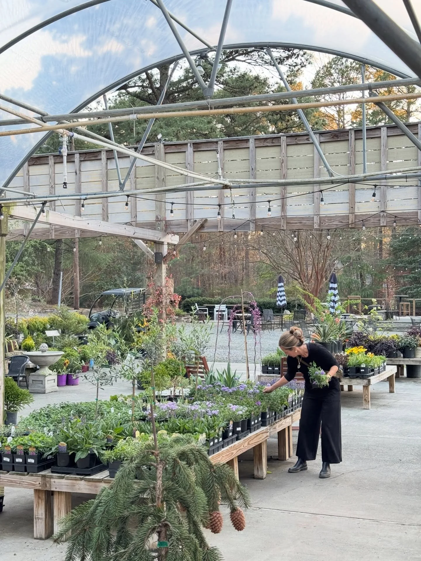 FRIDAY PHOTO DUMP! ENJOY 😊 

#norwoodgardens #digwhereyoulive #shoplocal #plantlocal #photodumpfriday