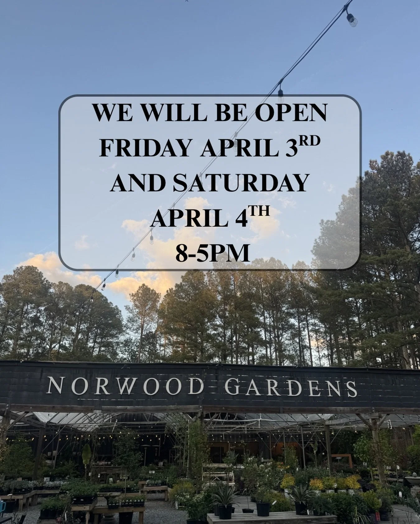 Easter weekend hours🐣🪺

Open Friday, April 3rd and Saturday, April 4th from 8&ndash;5pm. Stop in if you need anything!! 

Enjoy the rest of the weekend with your family.

#norwoodgardens #digwhereyoulive #shoplocal #plantlocal #easterweekend🐰