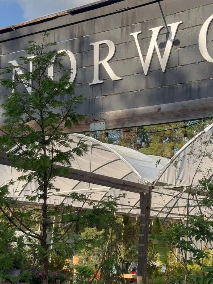 longer days, warmer mornings, everything finally waking back up&hellip; feels like things are falling into place a little

just a good season to be in.

#norwoodgardens #plantlocal #digwhereyoulive #springishere #springdays