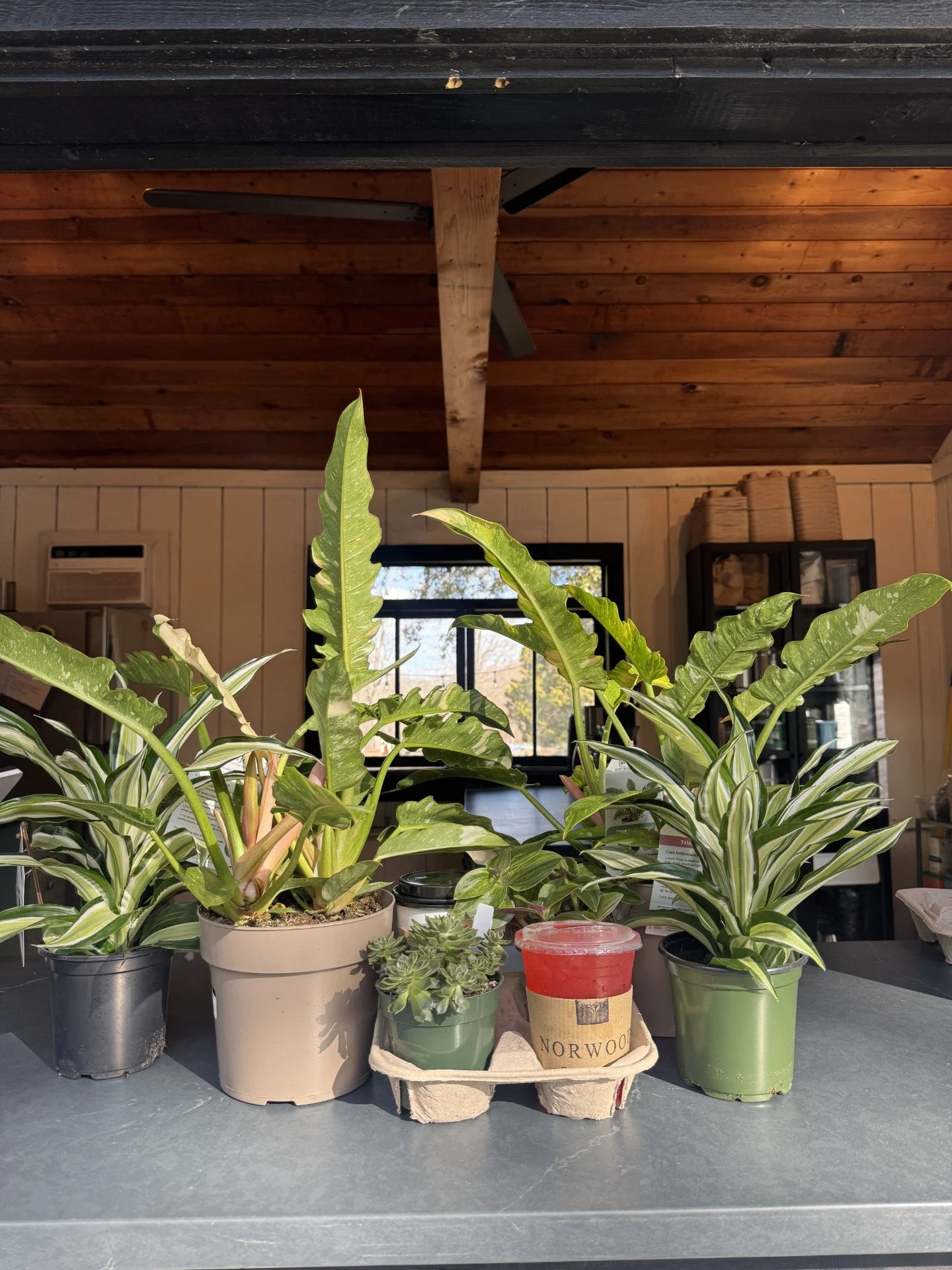 Cafe Plant and Drink.jpg