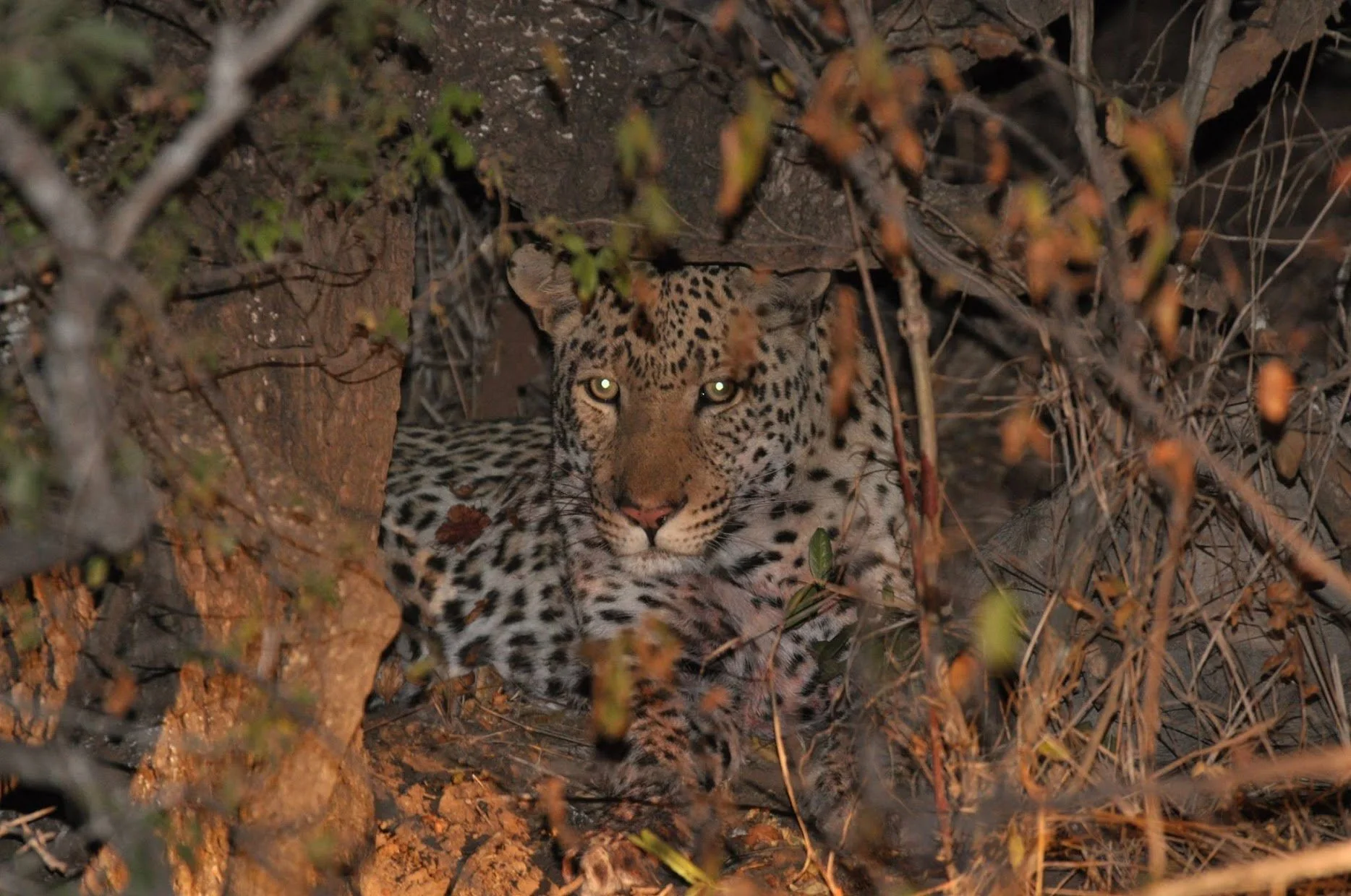 Safari 082 (4).JPG