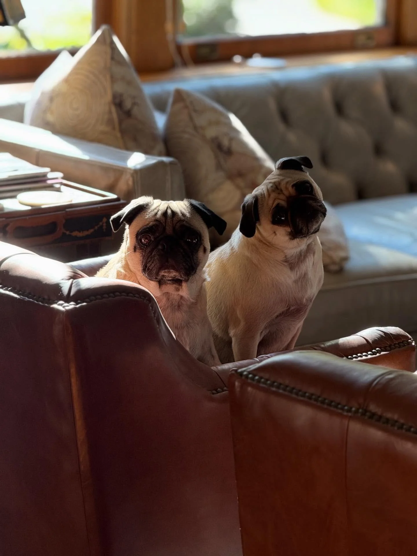 When our clients furry loved ones approve, the upholstery officially has its new home 🐶