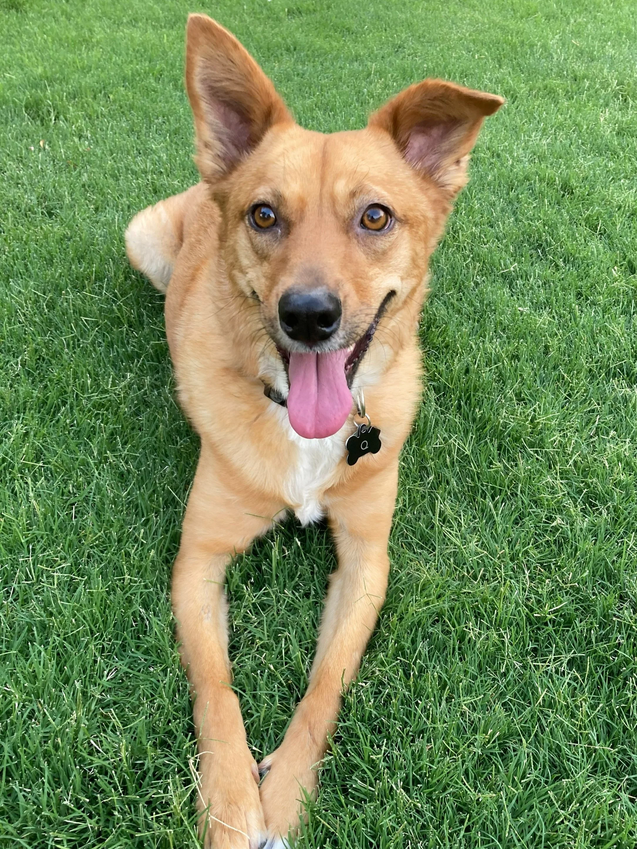 A dog laying on grass and looking up at the camera. The dog has one floppy ear and one ear that sticks up.