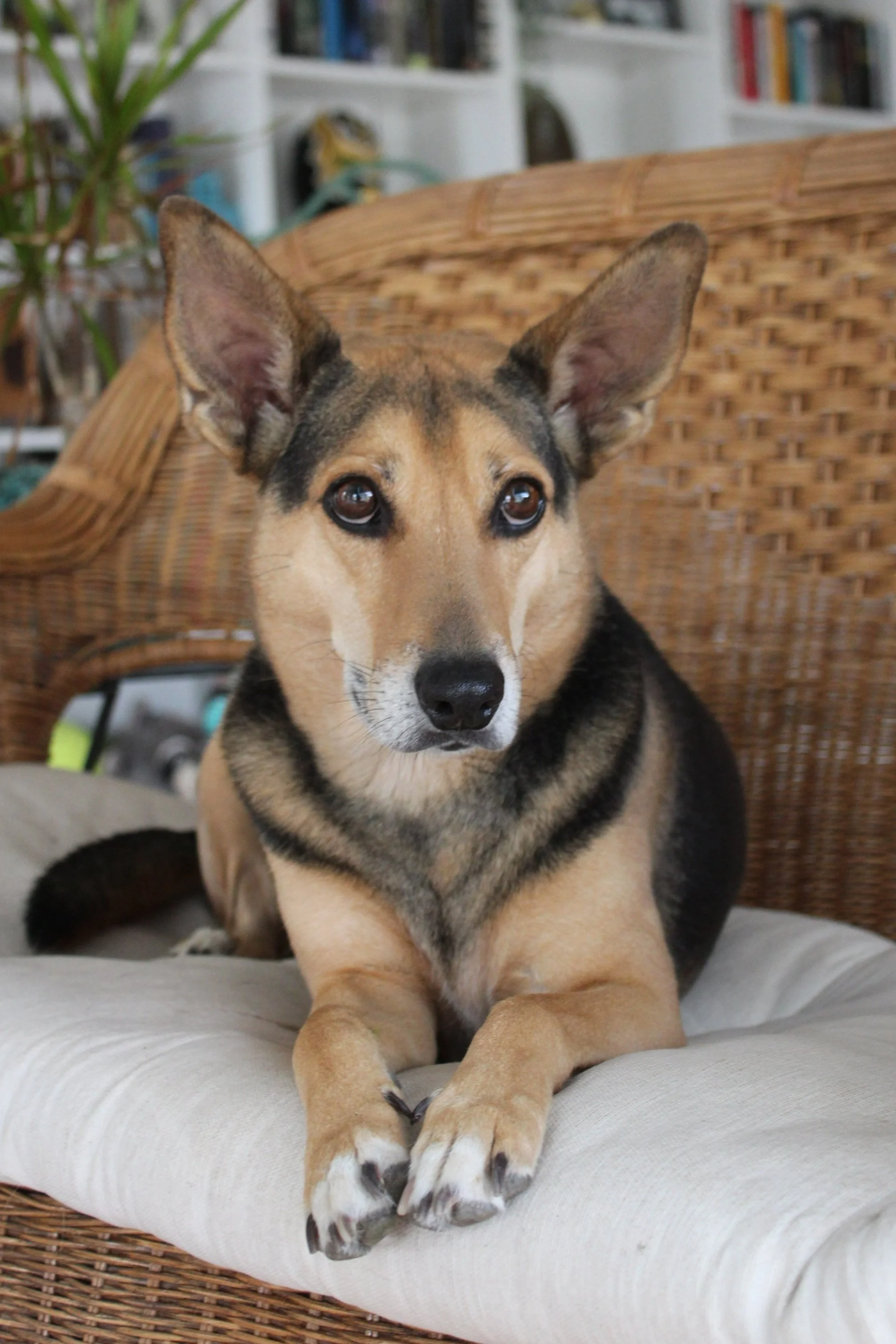 A large-eared mutt dog lying down on a chair