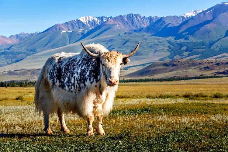 Why Yak Meat Might Be One of the Healthiest Proteins You’re Not Eating