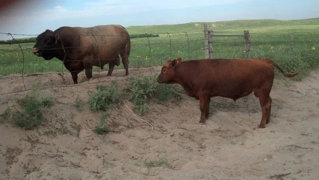 kaycee hobo bull calf .jpeg