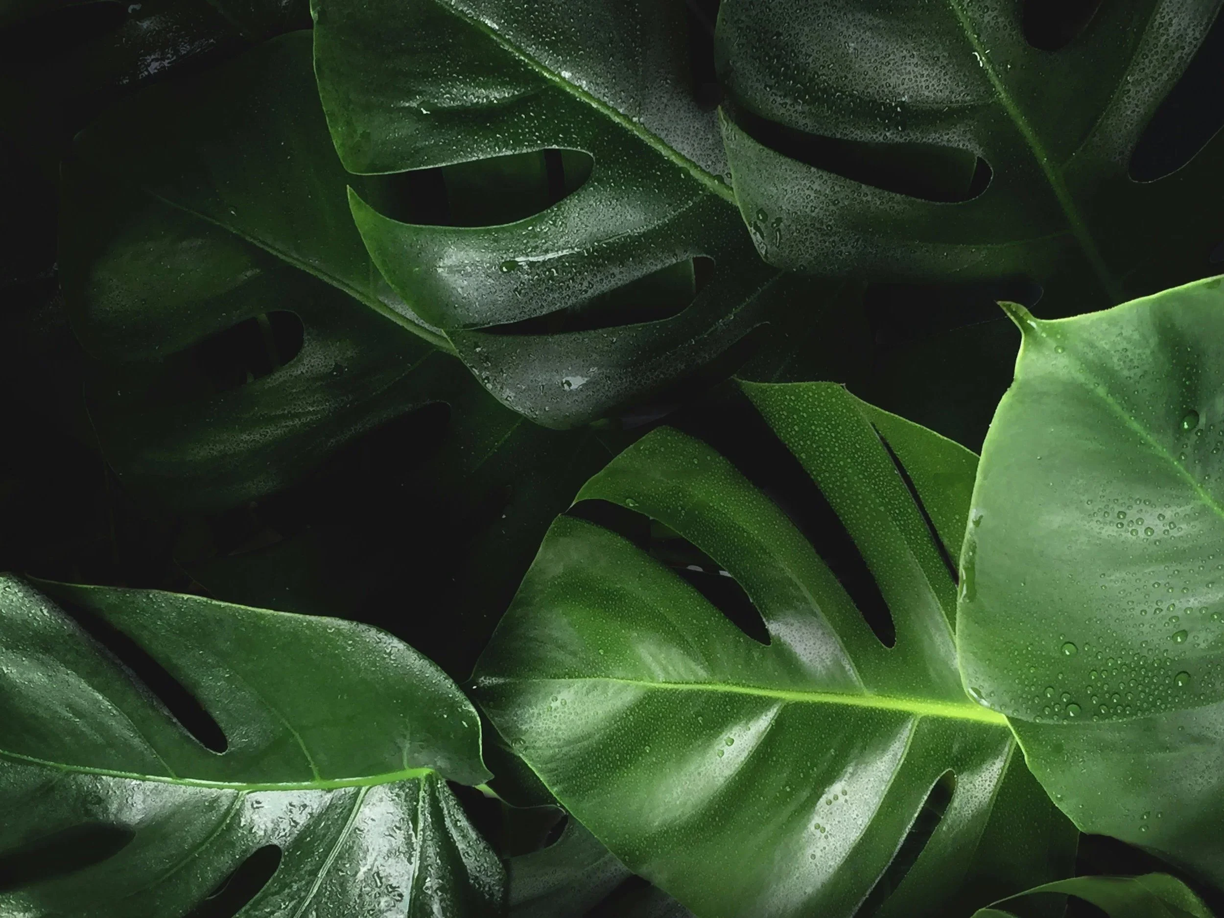Leaves