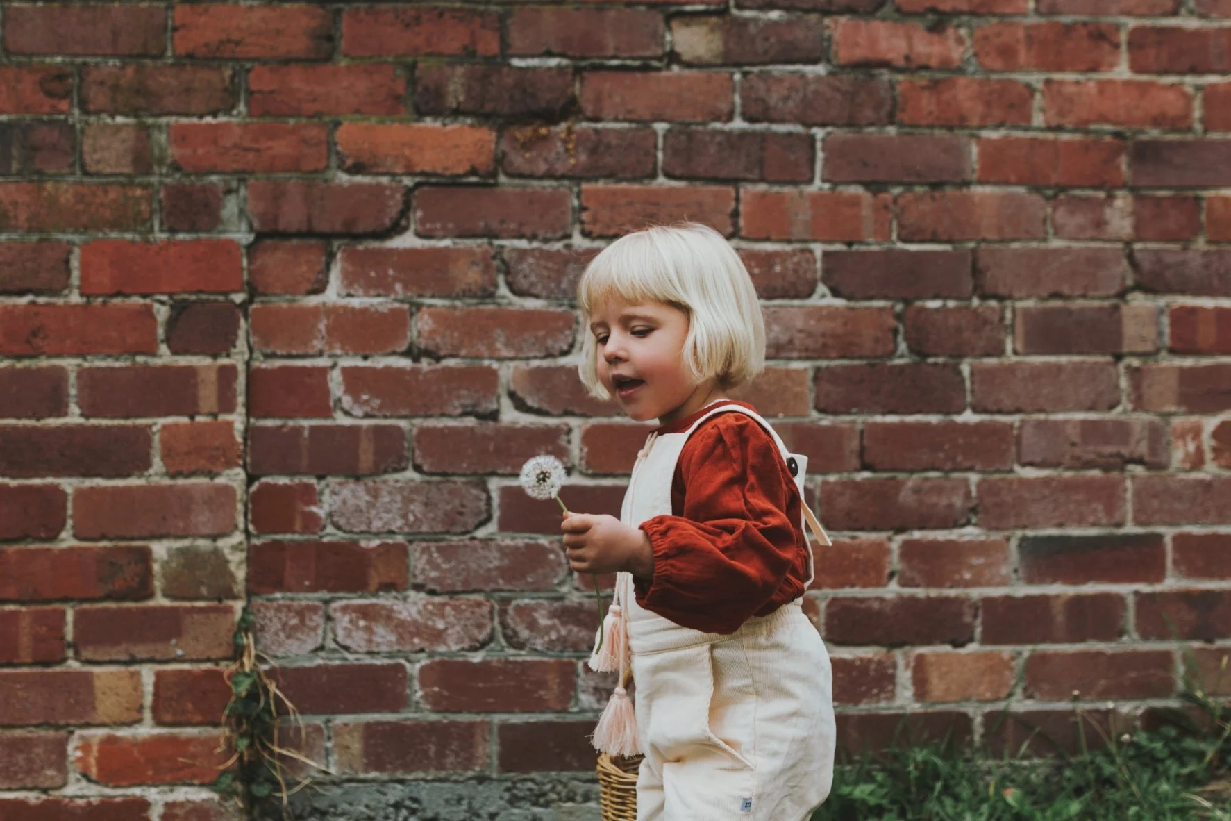 Girl plays with flower in front of old brick wall in Hobart.