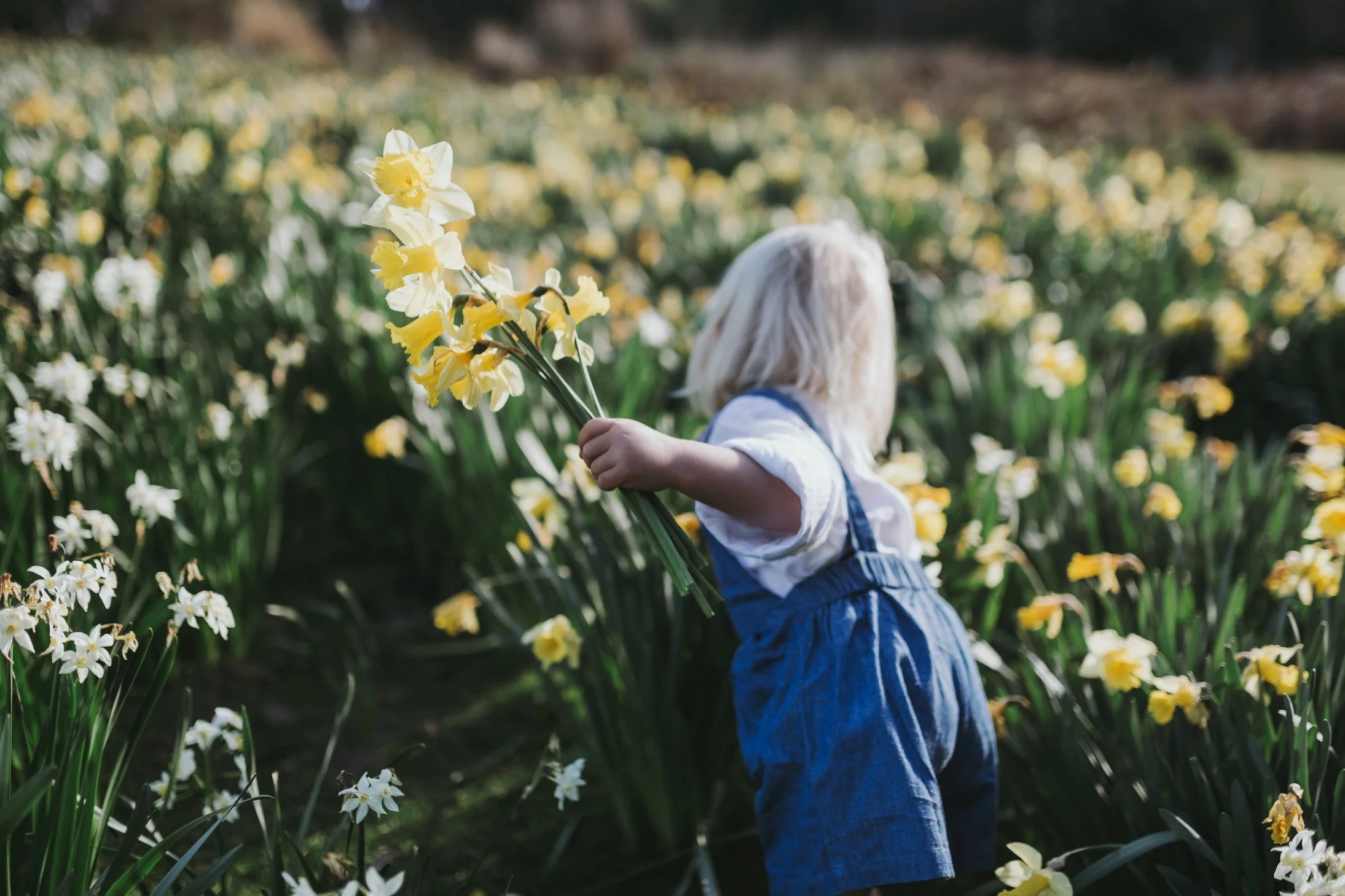 Young girl picks flowers in Tasmania for kids fashion label photo shoot.