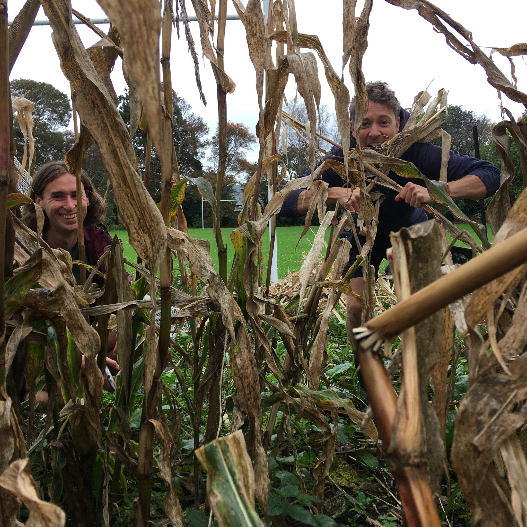 At today's gardening session it was time to say haere rā to the corn! We hope to break down the corn stalks, as well as the sunflower stalks, into chunky mulch to use on the beds and in the compost. Both types of stalks are well dried now and thus ri