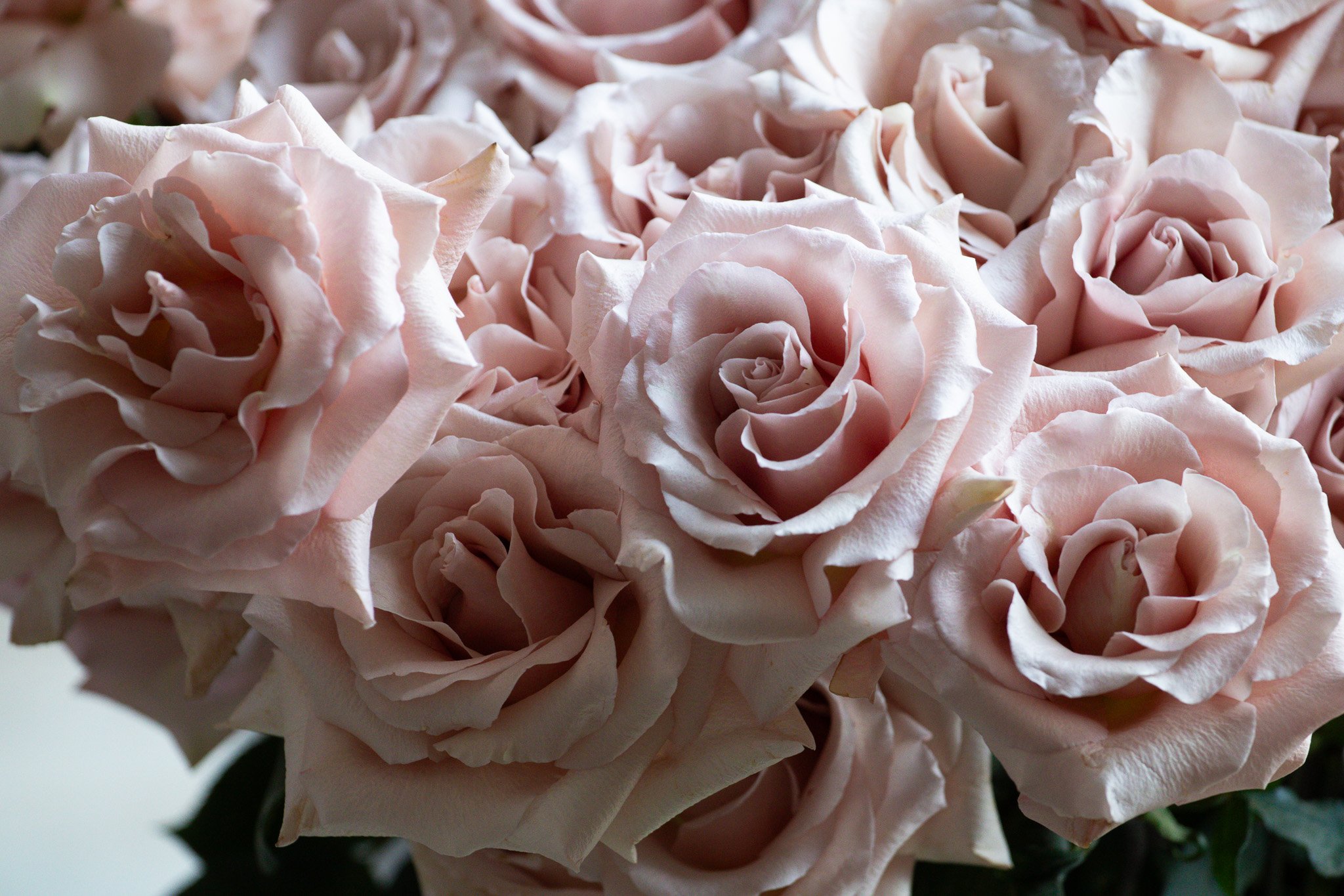 Romantic pink rose petals
