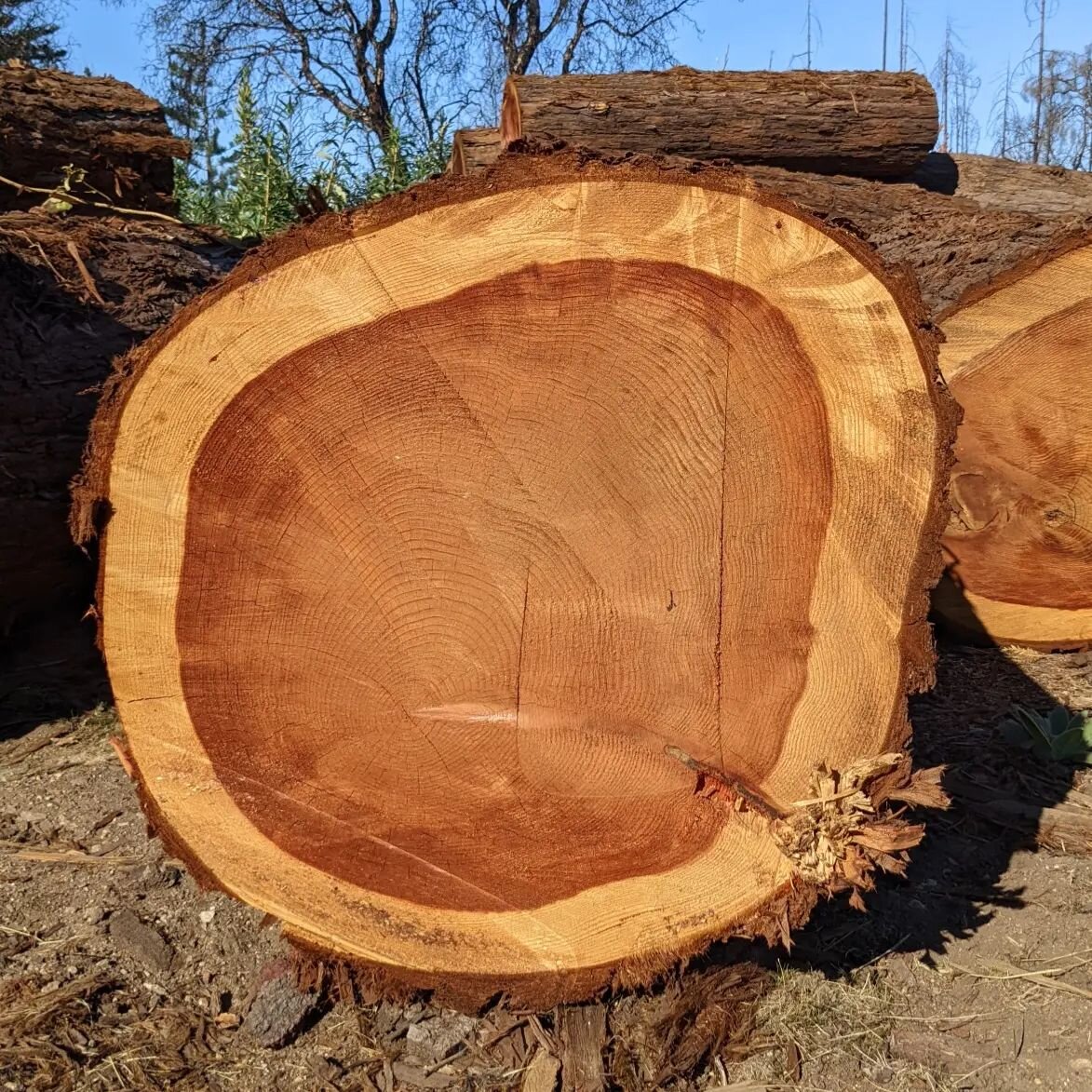 Round and red! 

Spent the morning with Ed @outofthewoodsmill looking at some logs for the next exciting step of our research on California oaks suitability for cooperage @natureatcal . First pic is a redwood, not an oak. But it was so nice. Some oth
