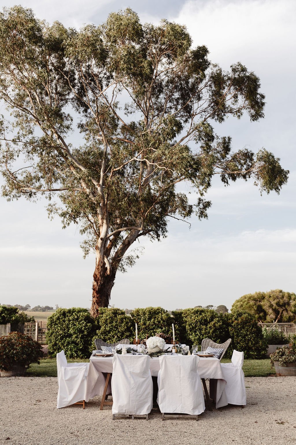 Australian Summer Christmas: Blue-and-White Beneath a Gum Tree