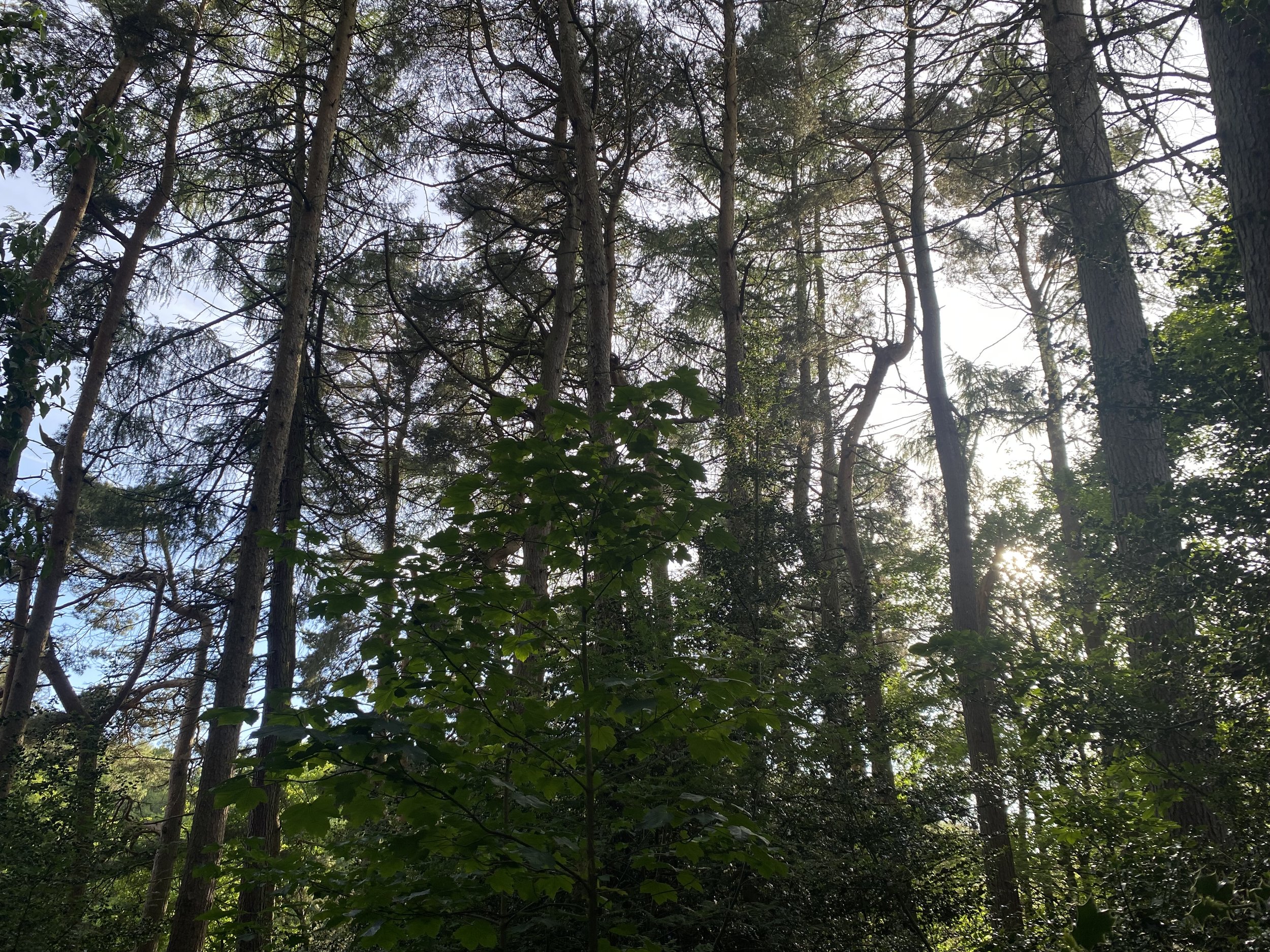 Forest Bathing: The Health giving qualities of Tree's