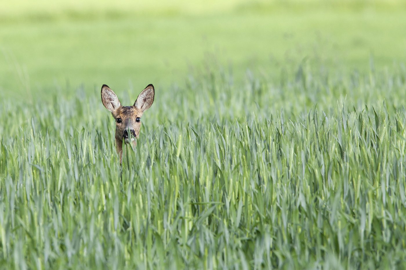 Why your marketing strategy should be based on the ‘Mere Exposure’ effect of neuroscience.