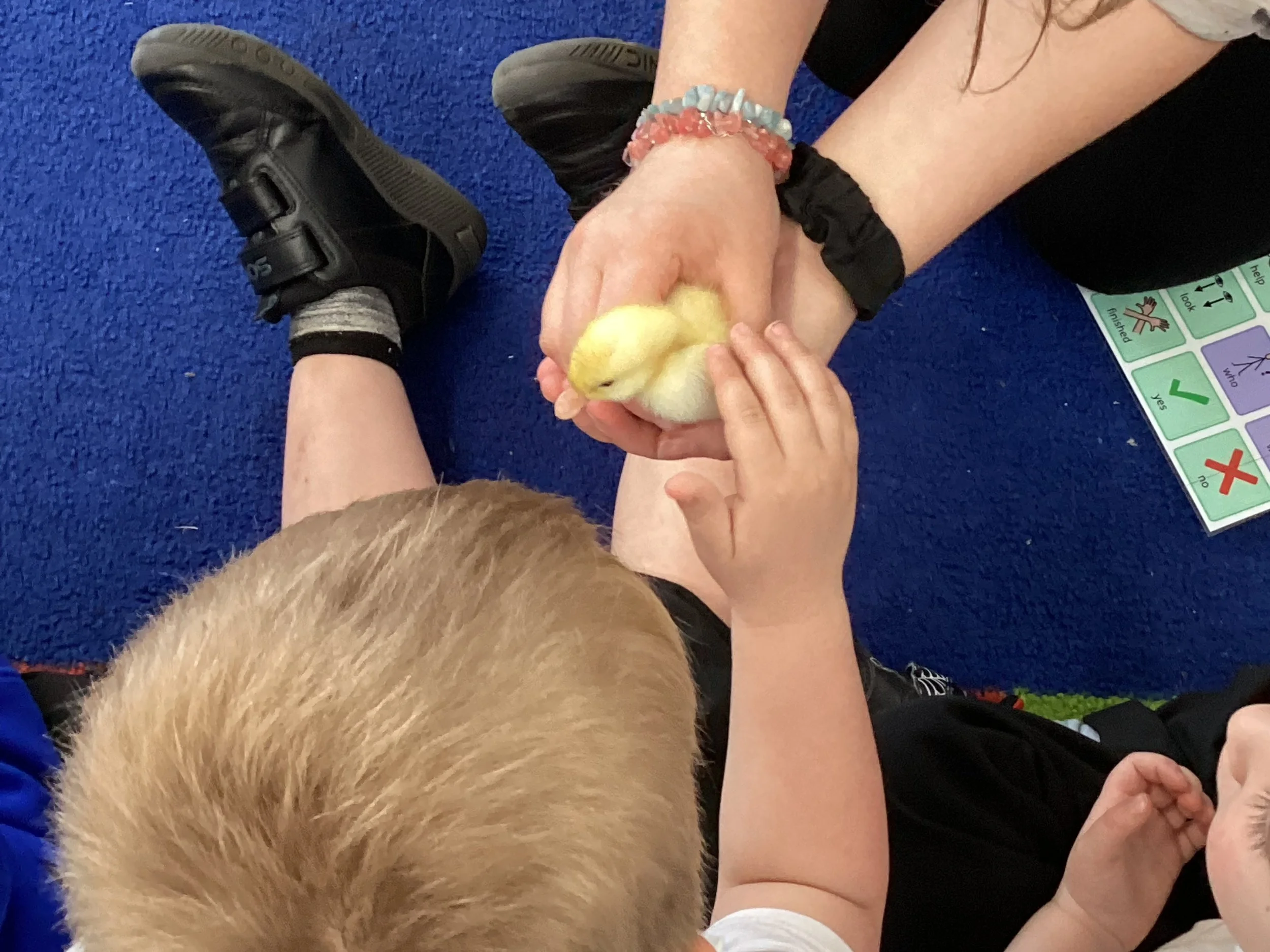 ducklings 002.JPG