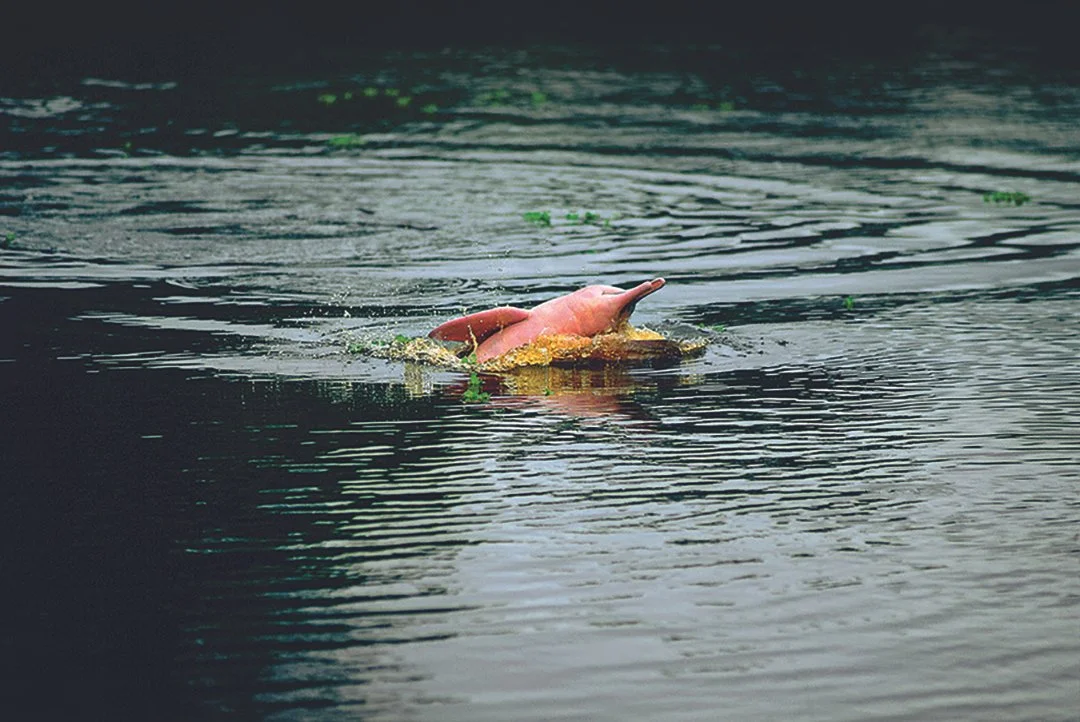 Amazon - Pink Dolphins - 01.jpg