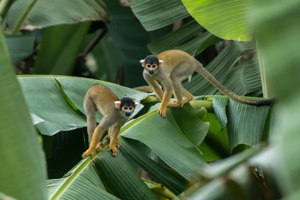 Peru Amazon DMC Travel Operator.jpeg