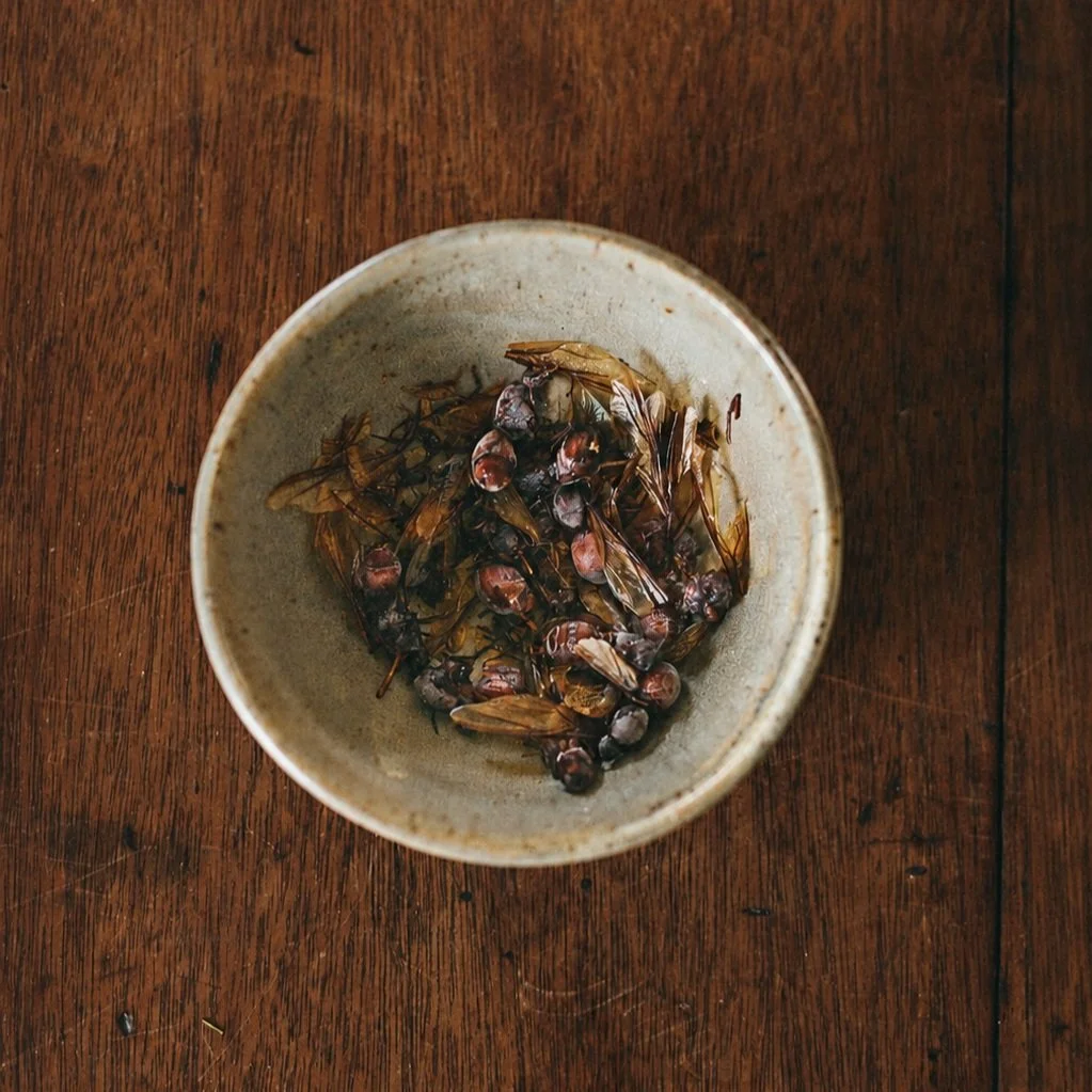 Fancy Ant Tasting | Barichara, Colombia: DO