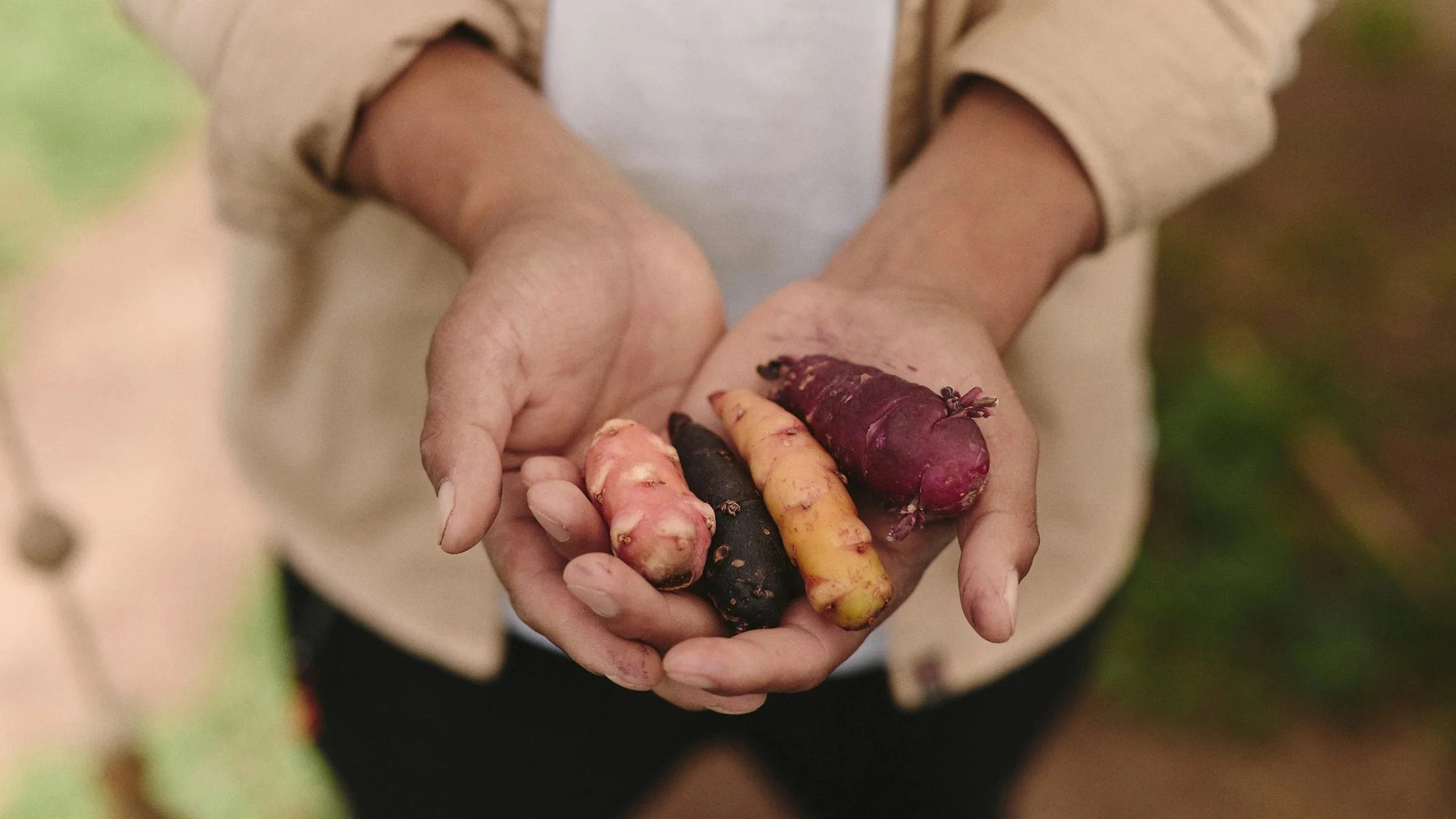 Manuel Choqque holding an assortment of native Andean tubers during a hands-on experience in Huatata, Peru.