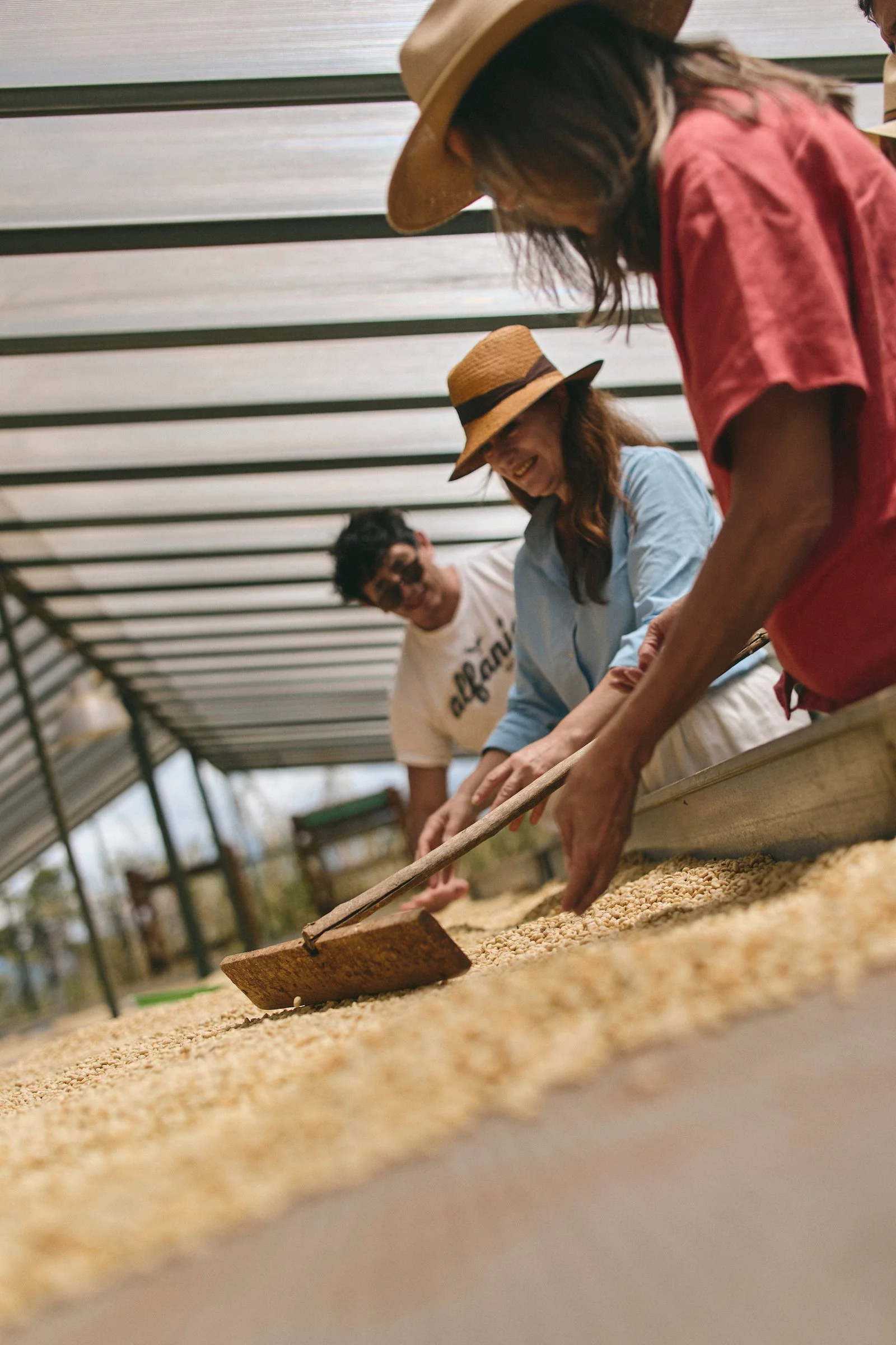 Guests examine and turn drying coffee beans on raised beds at Alfania Coffee Farm in Santander, Colombia.