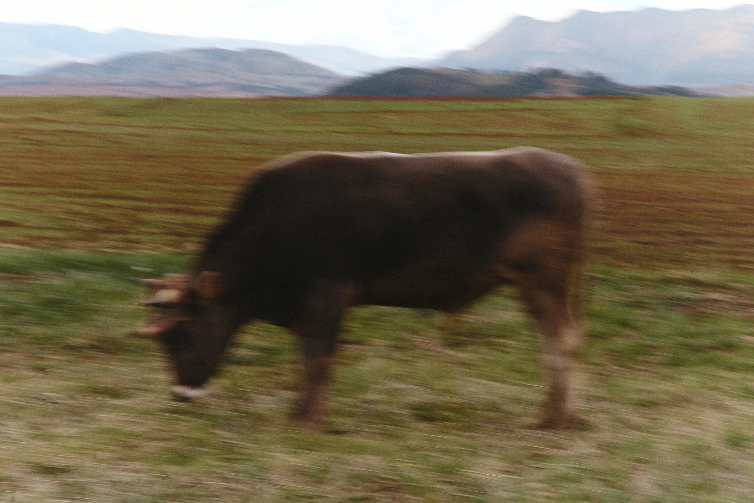 Sacred Valley Cow WhereNext Travel DMC Luxury Tourism Peru