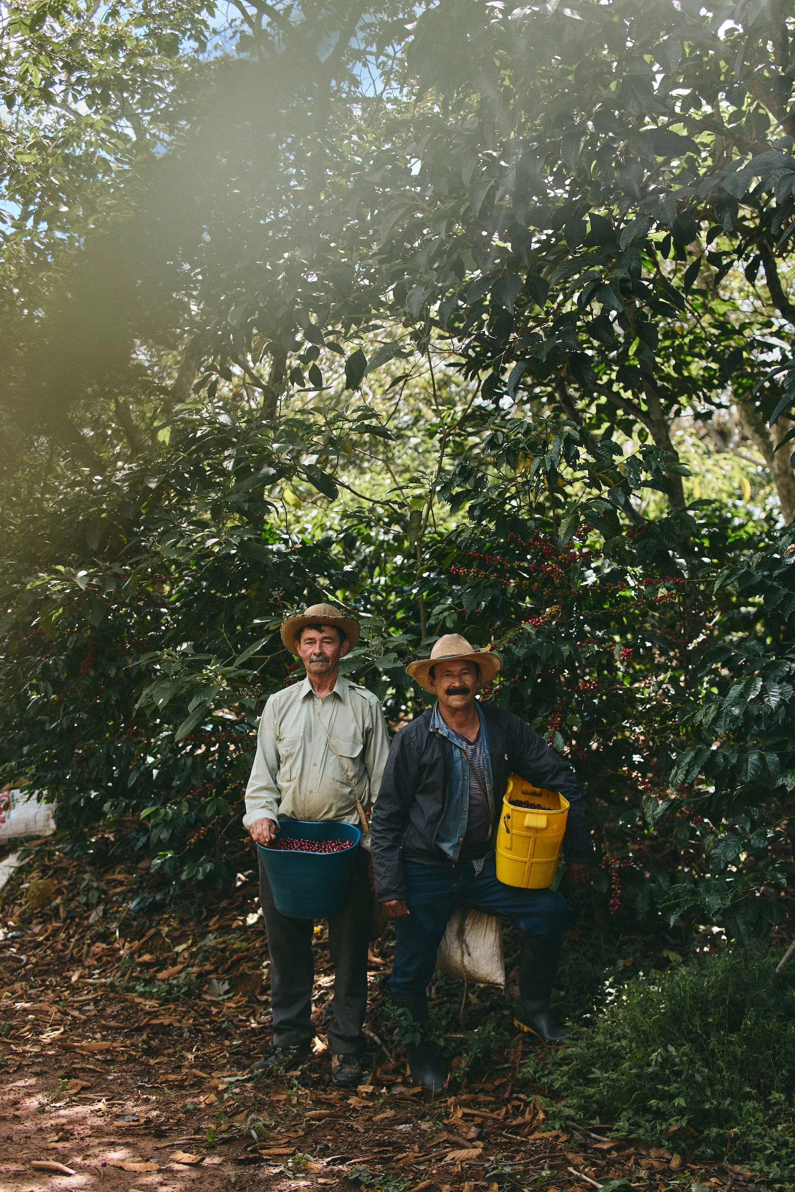 Alfania Coffee Farm | Barichara, Colombia: DO