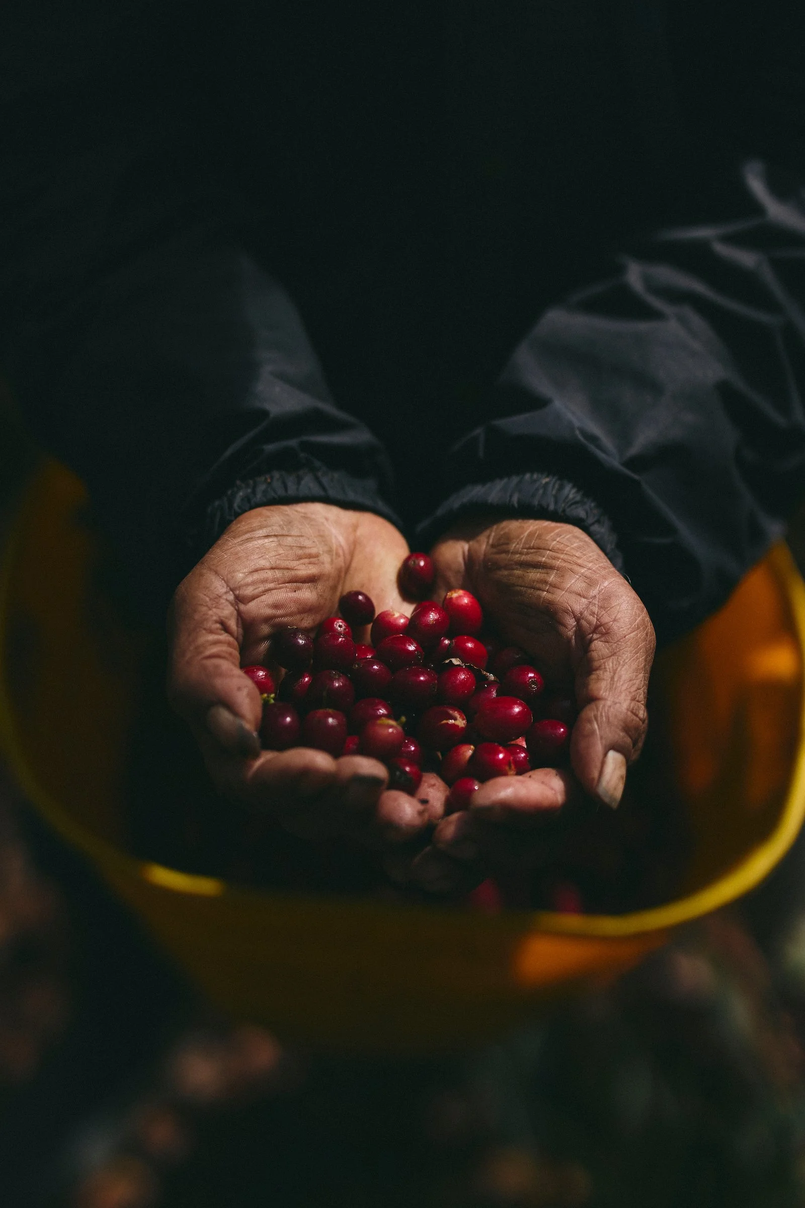 A coffee picker holds freshly harvested red coffee cherries in his hands at Alfania Coffee Farm in Santander.