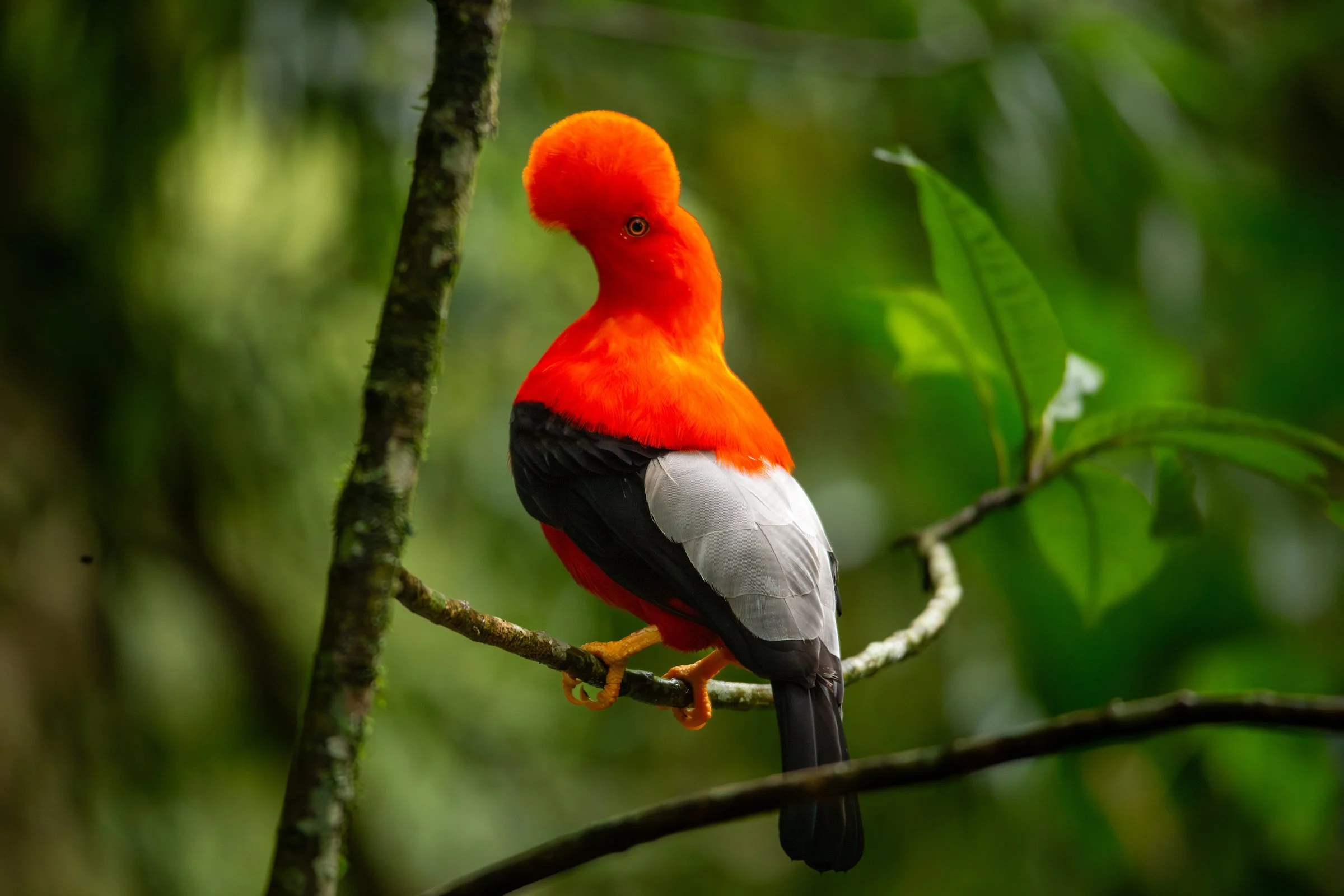 Male Andean cock-of-the-rock (Rupicola peruvianus) perched in a green forest, photographed for WhereNext Travel’s The Birders YouTube series.