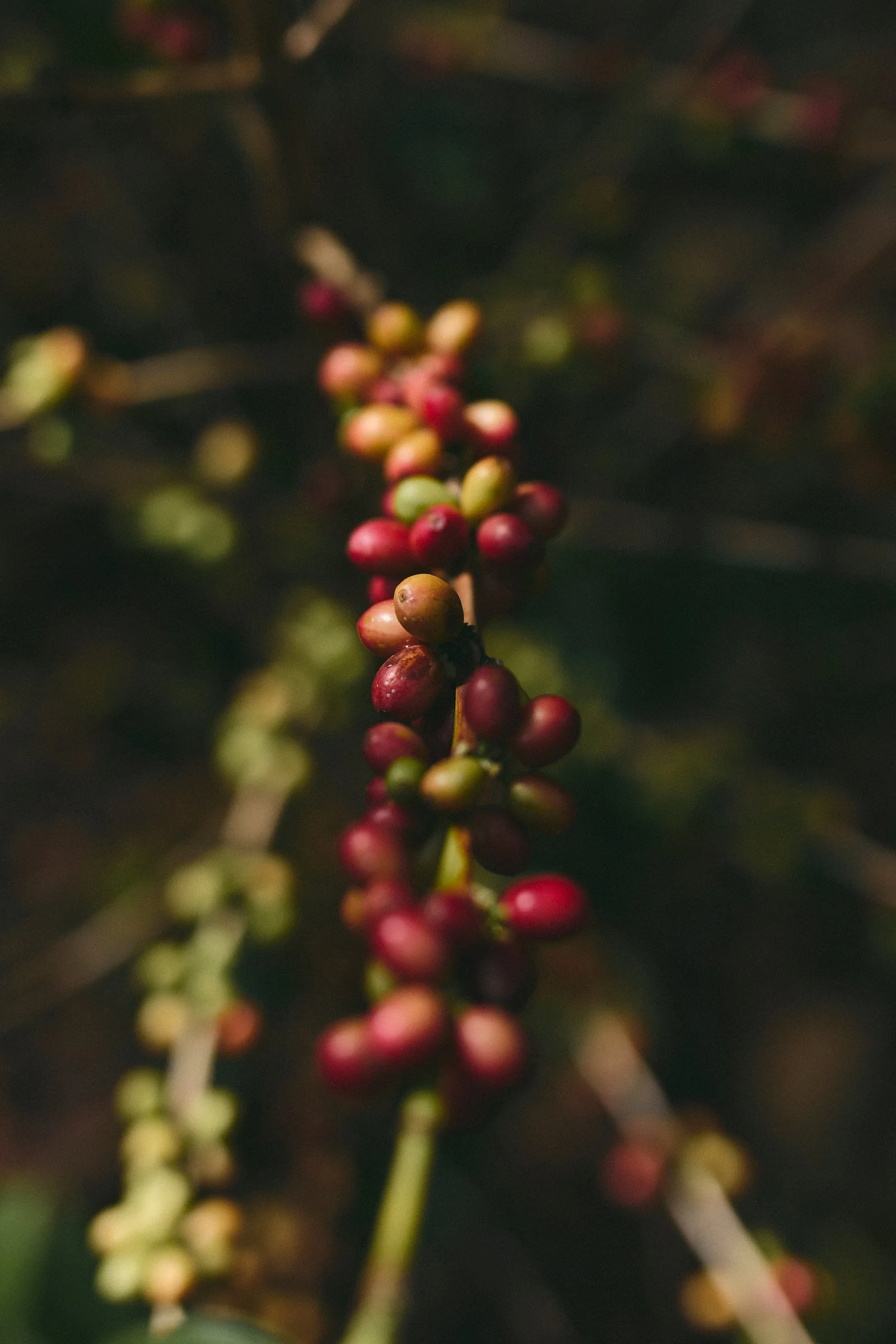 Ripening red and green coffee cherries growing on a branch at Alfania Coffee Farm near Barichara, Colombia.