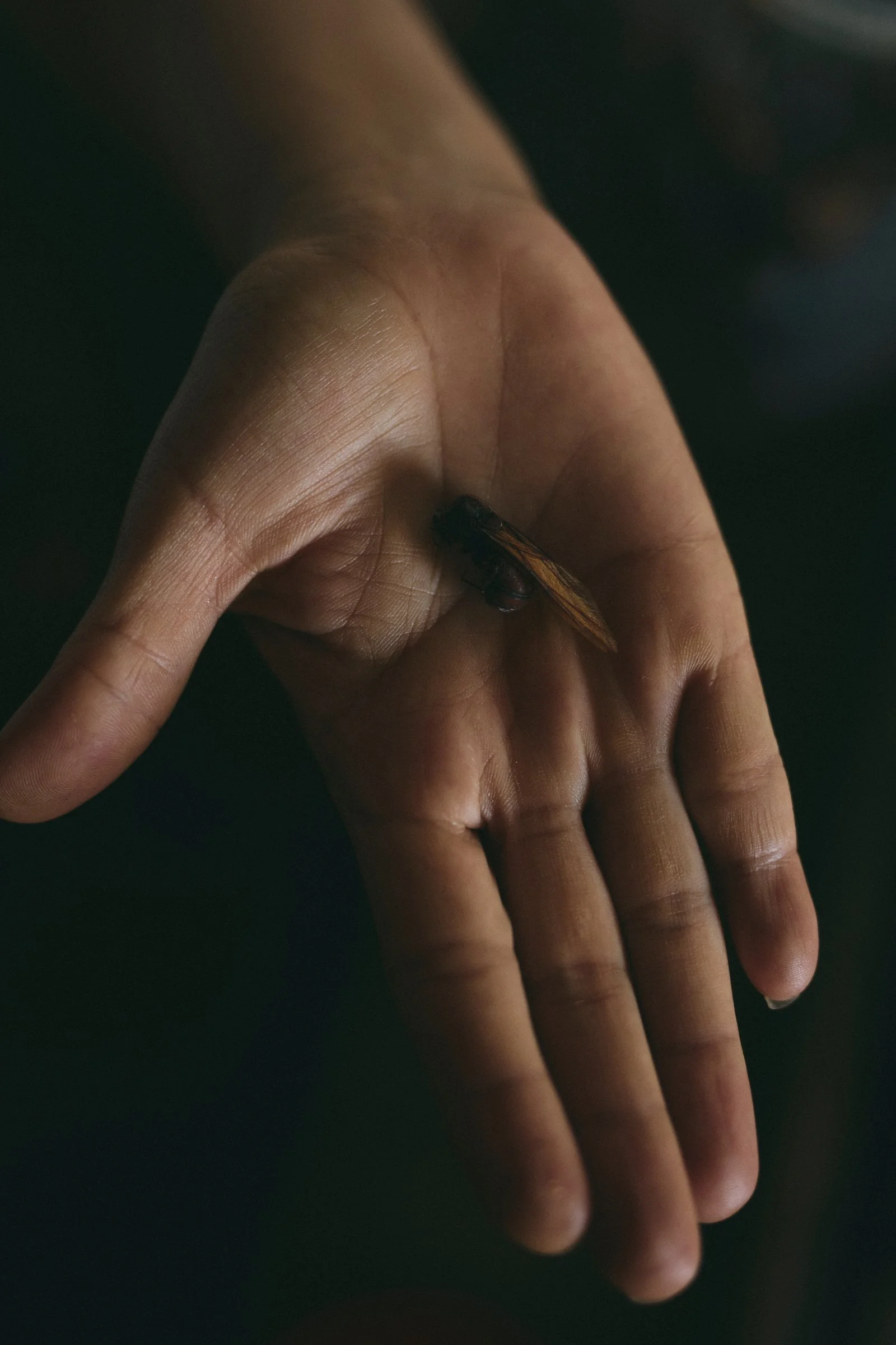 A guest holds a live hormiga culona in the palm of their hand during the Fancy Ant Tasting experience in Barichara, Santander, Colombia.