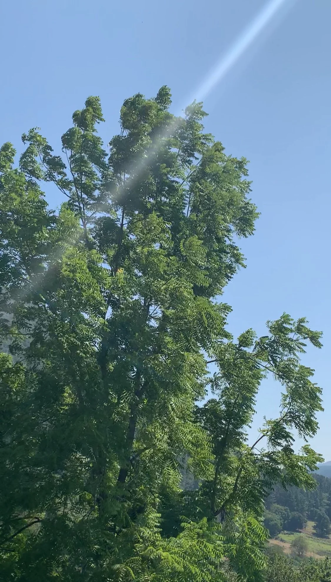 Wind_talking_to_trees.jpeg