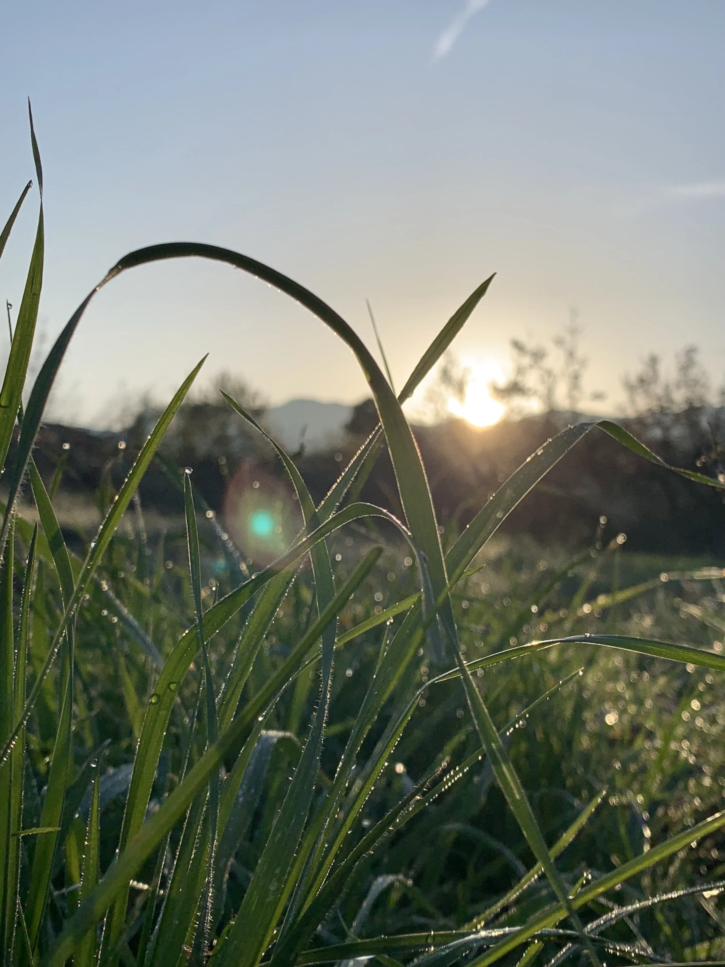Dew_at_dawn.jpg